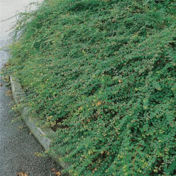 Prydnadsbuske Hybridsnöbär @Plant Hancock