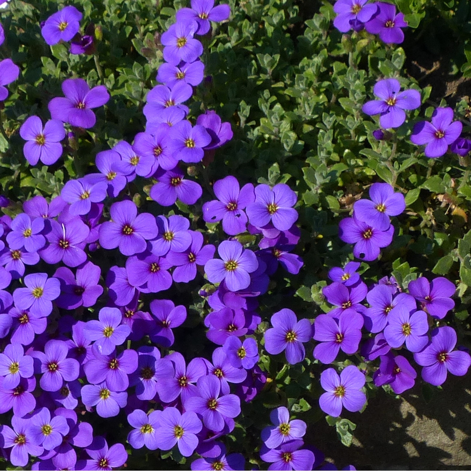 Planta Aubrieta @Plant Blaumeise 6-pack