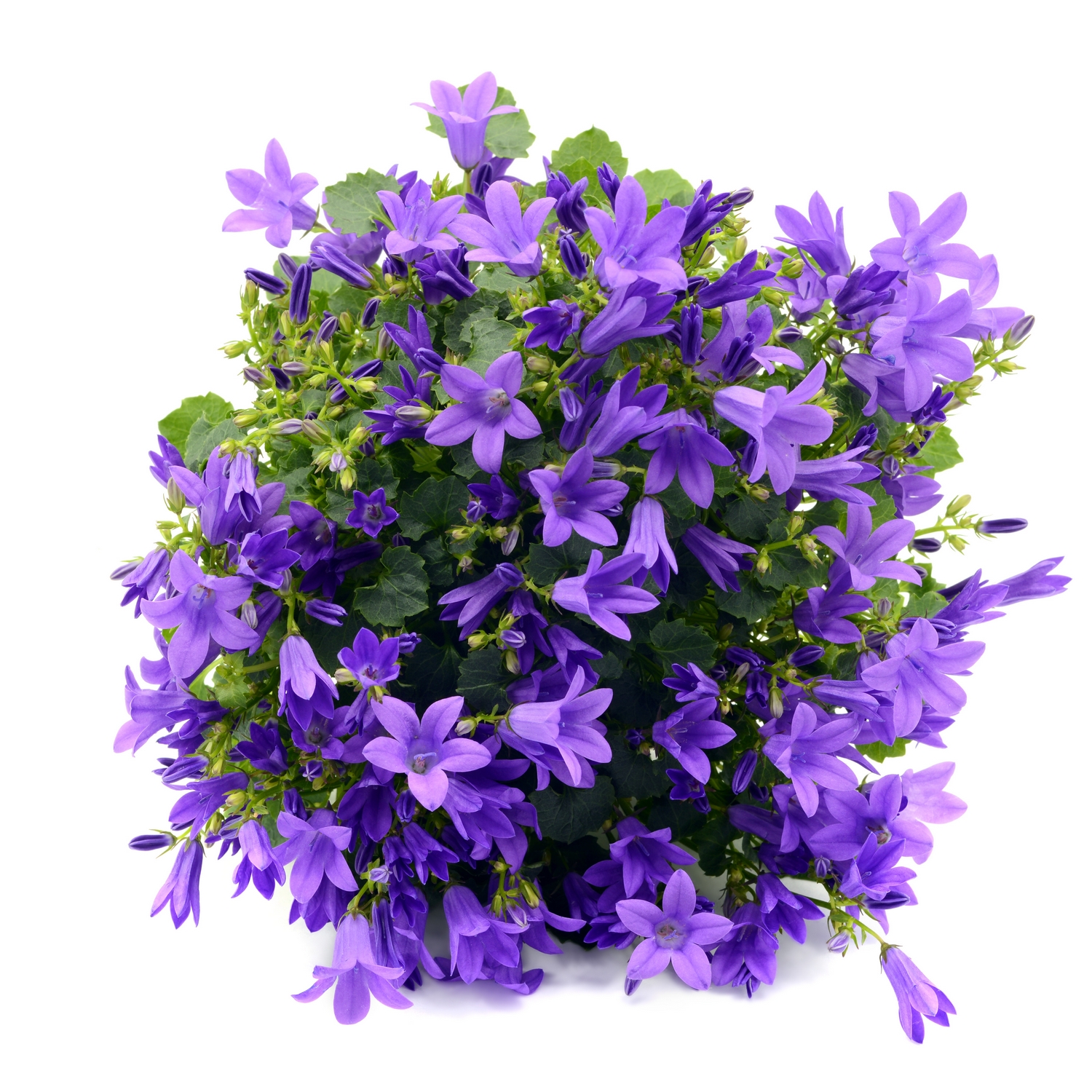 Planta Stjärnklocka @Plant Stella 15-pack