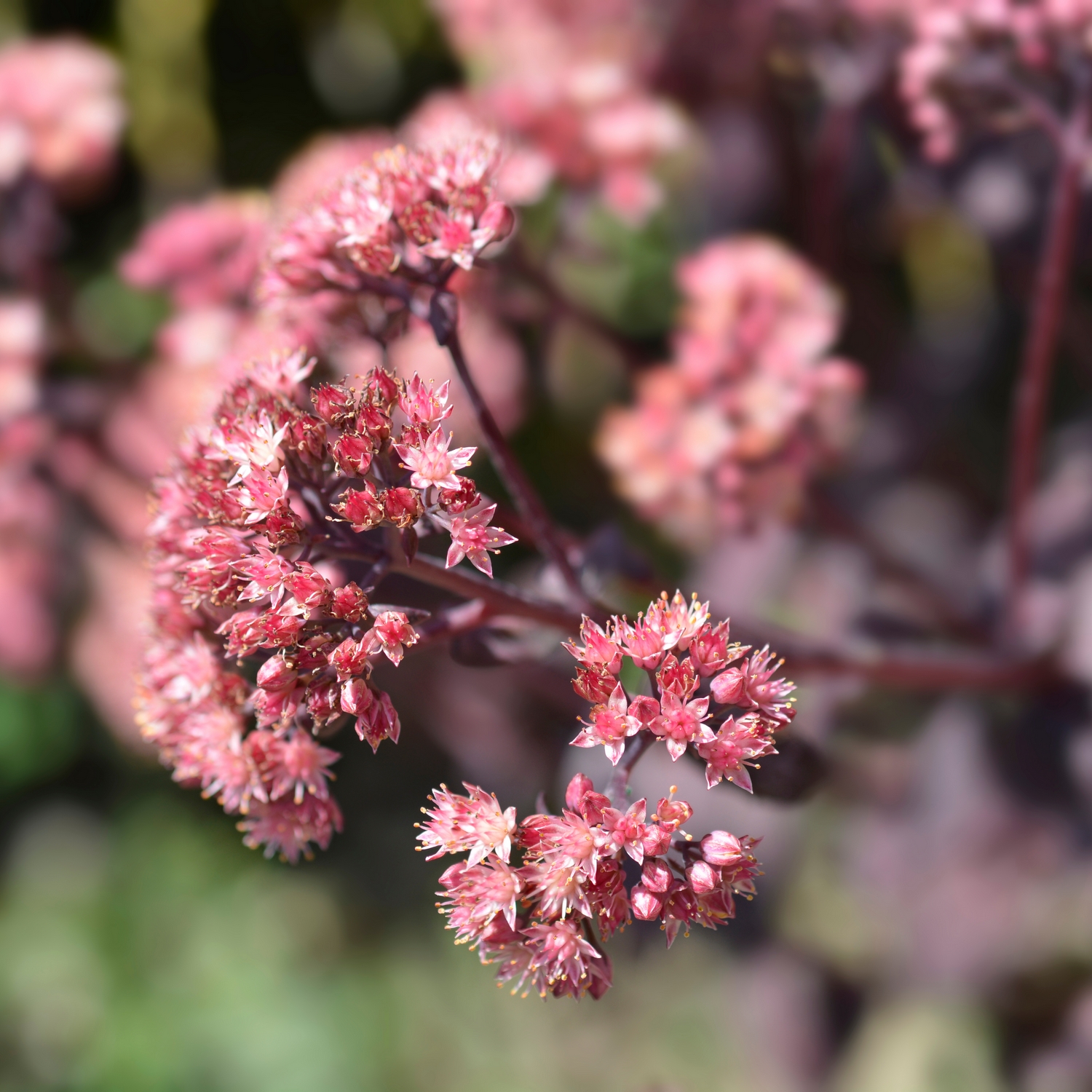 Planta Kärleksört @Plant Jose Aubergine 6-pack