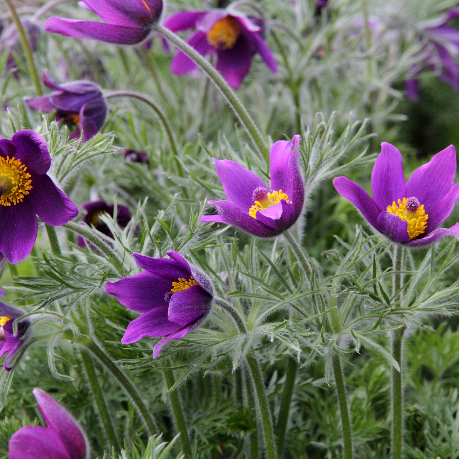 Planta Backsippa @Plant 6-pack