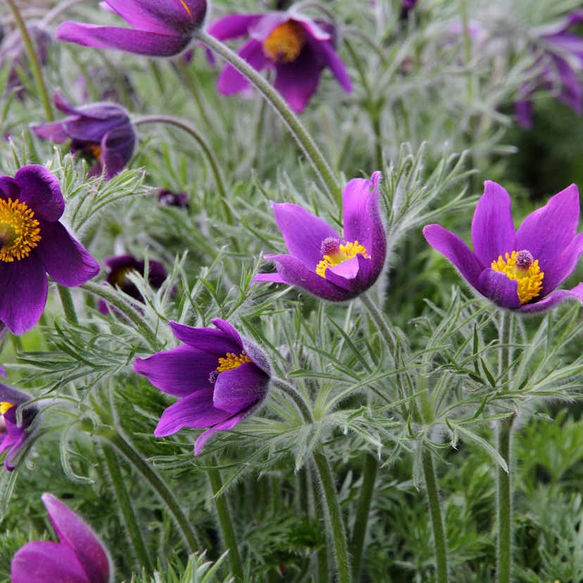 Planta Backsippa @Plant 6-pack