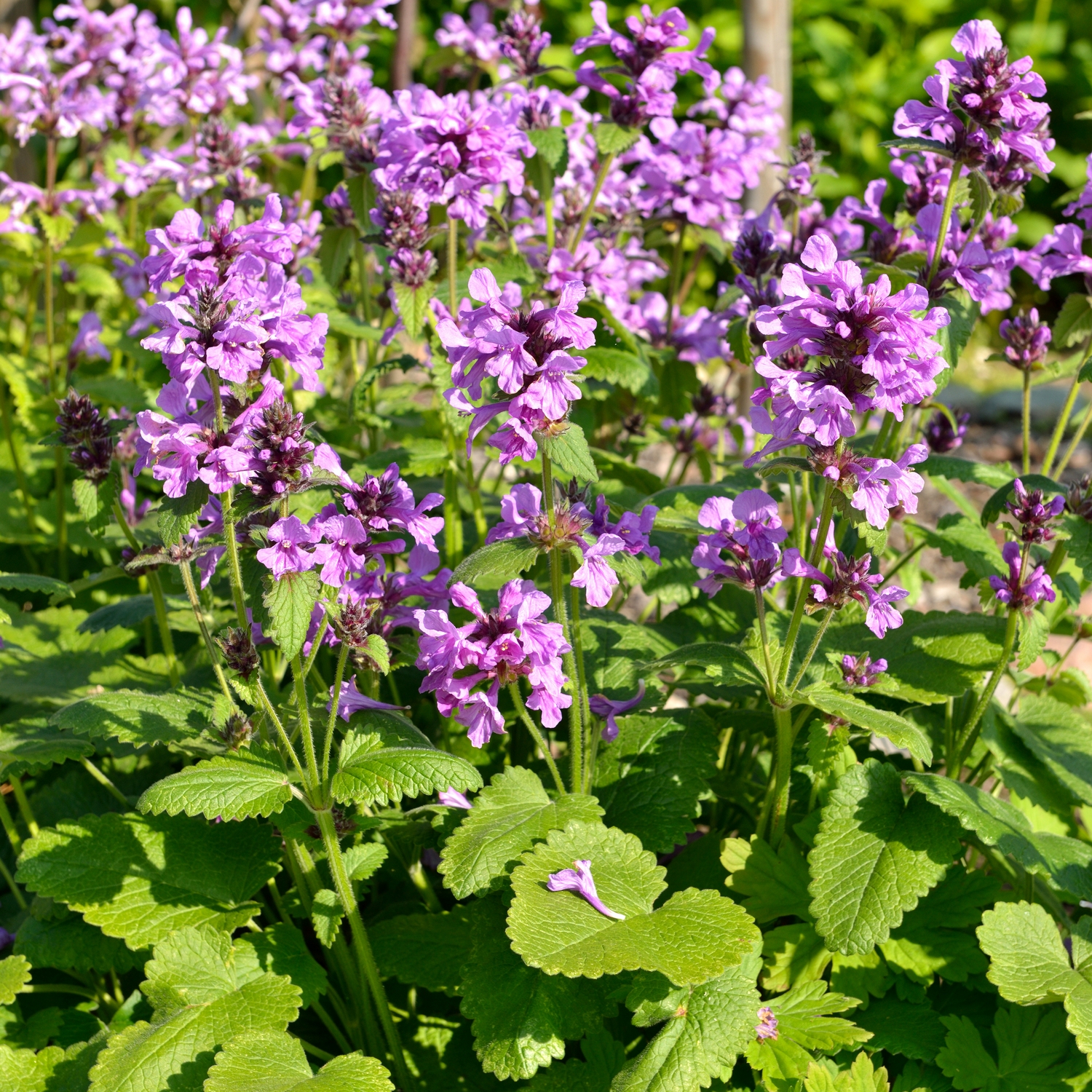 Planta Praktbetonika @Plant Superba 6-pack