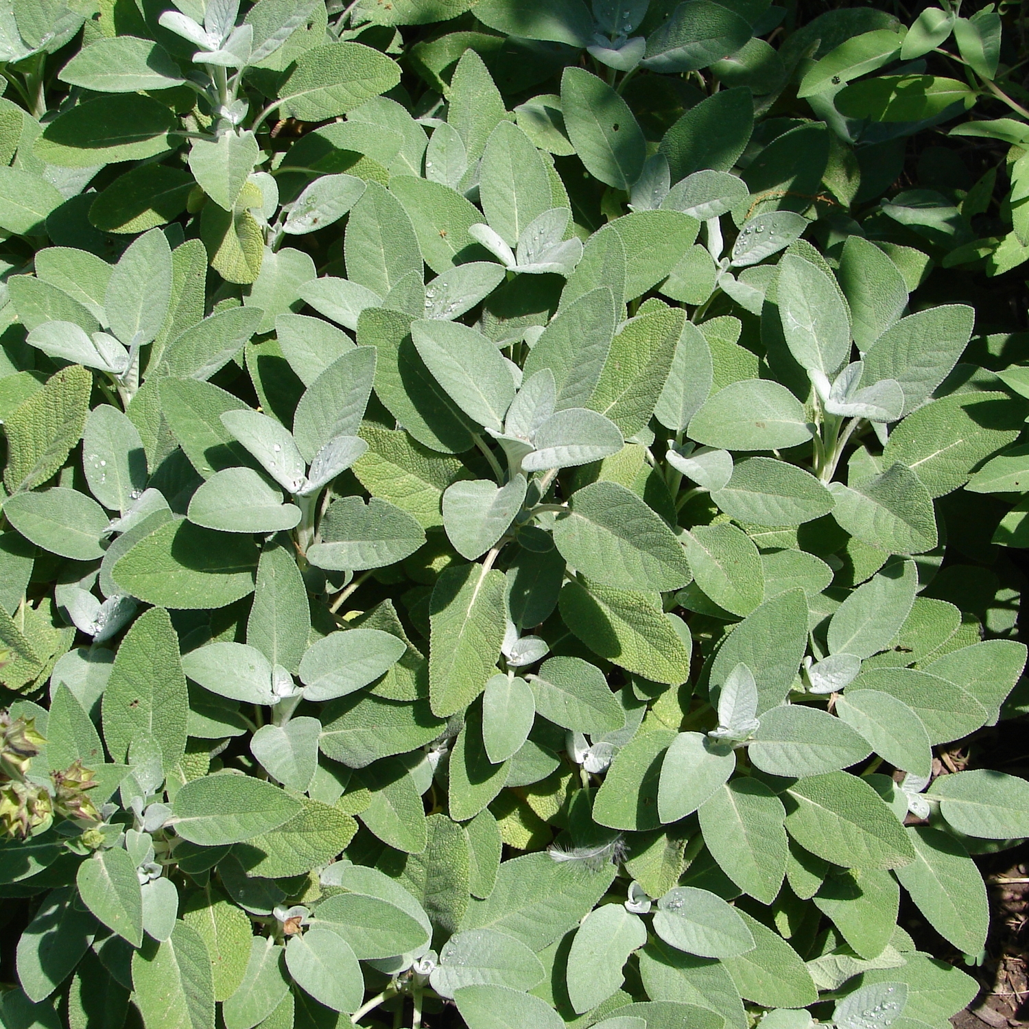 Kryddsalvia @Plant Berggarten 6-pack