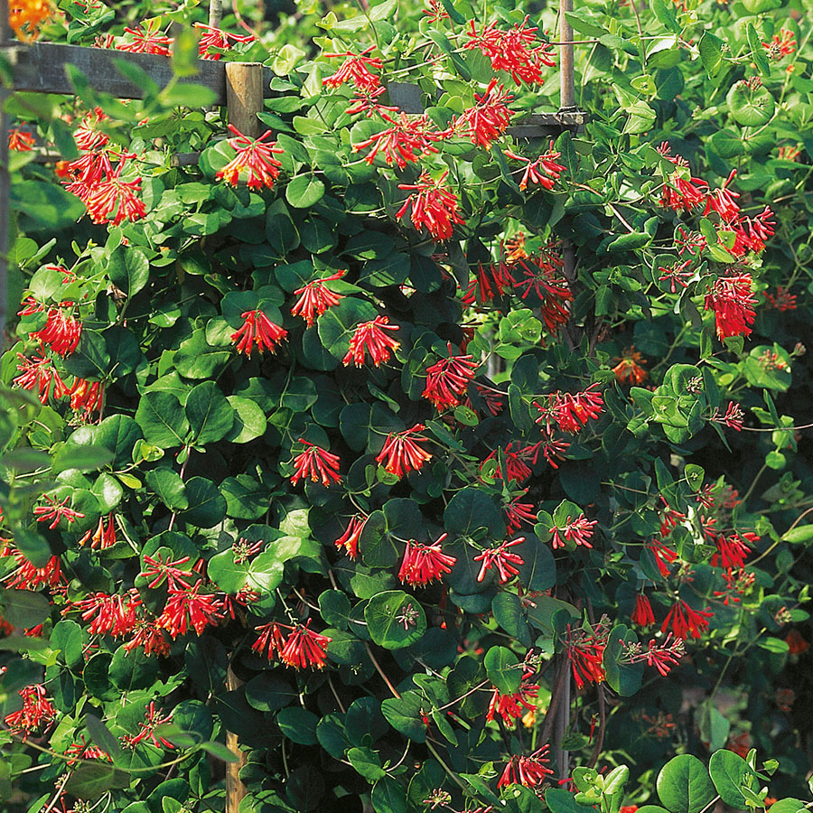 Klätterväxt Eldkaprifol @Plant 40-60 cm 3 st/frp
