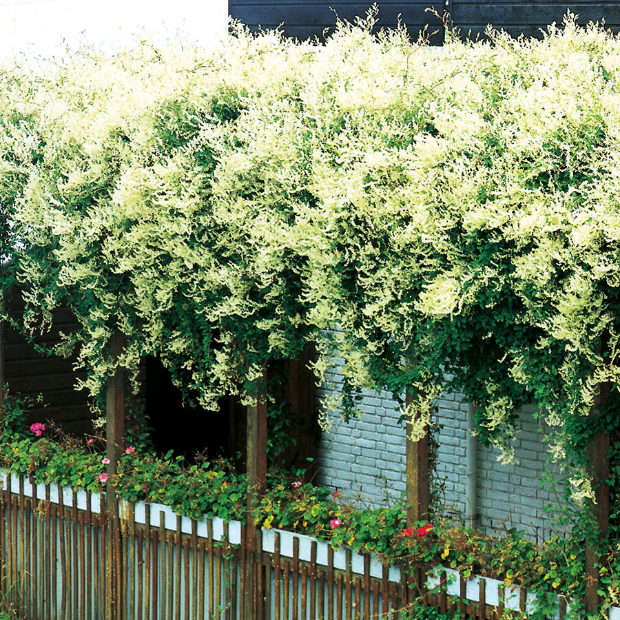 Klätterväxt Bokharabinda @Plant 40-60 cm 3 st/frp