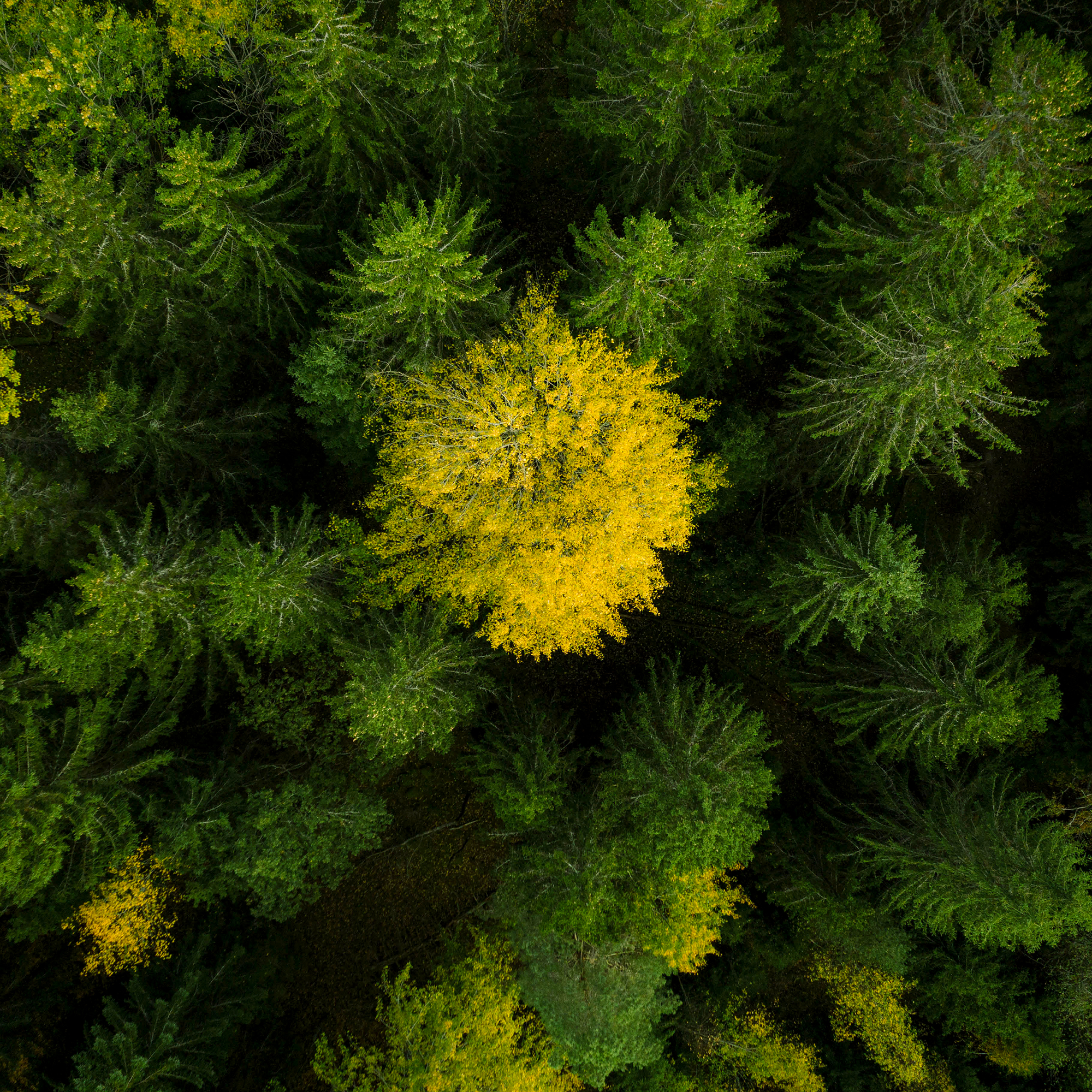 Robotgressklipper Husqvarna Automower® 310E NERA