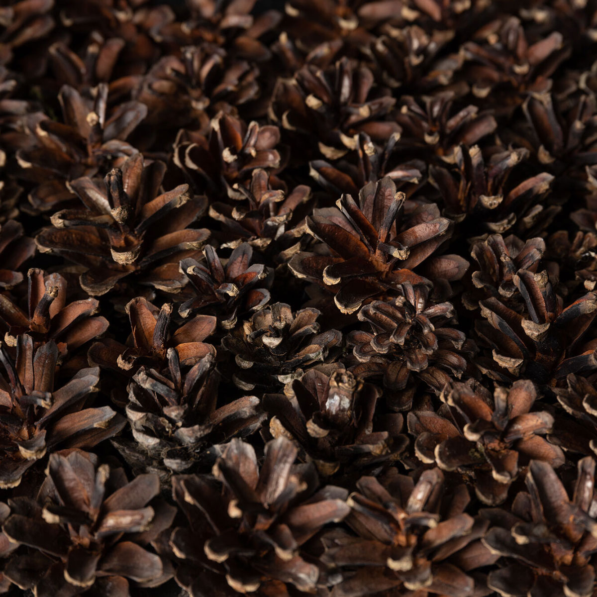 Veggpanel Emotionwood Pinecones