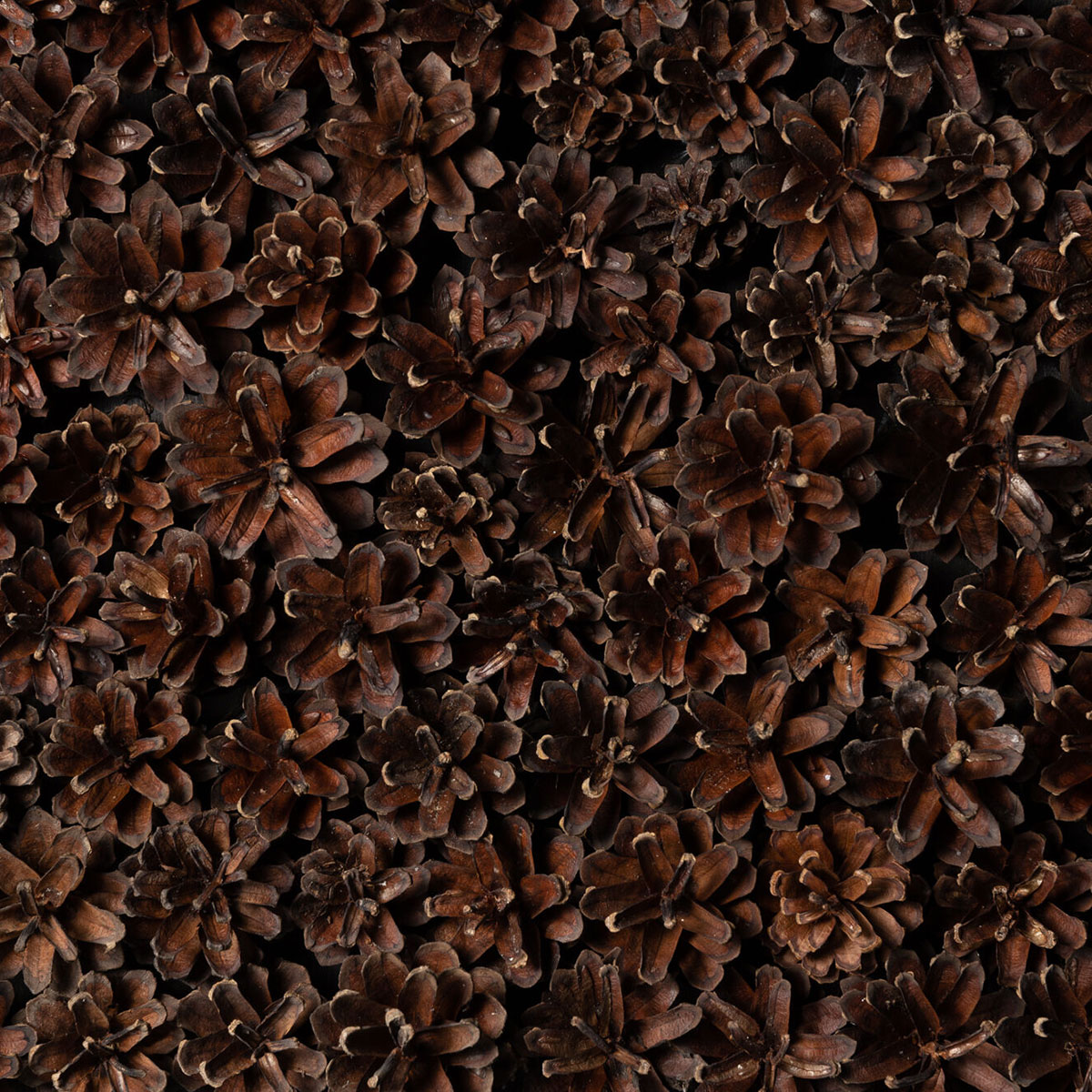 Veggpanel Emotionwood Pinecones