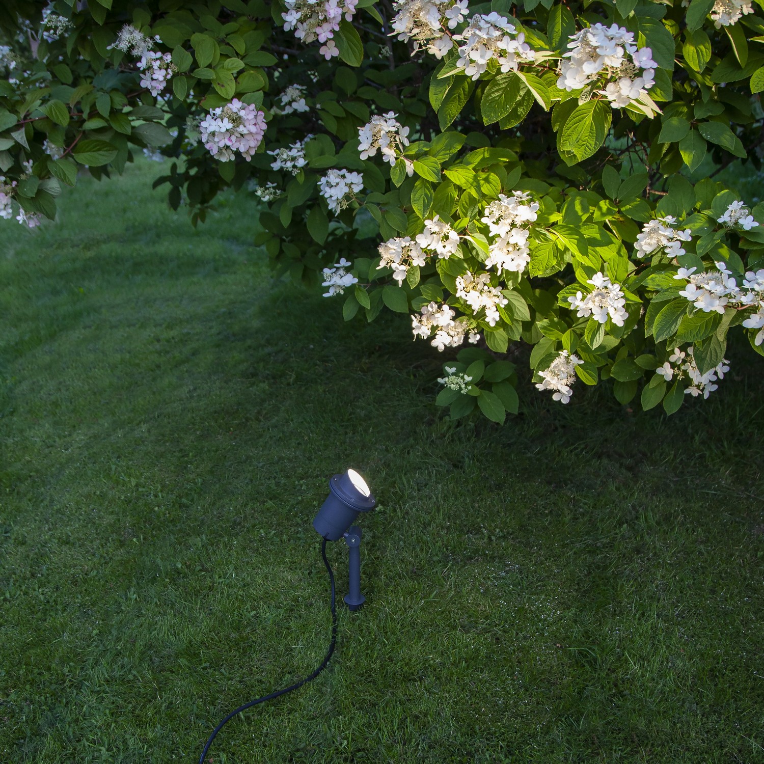 Utepynt Star Trading Spotlight Focus Sort