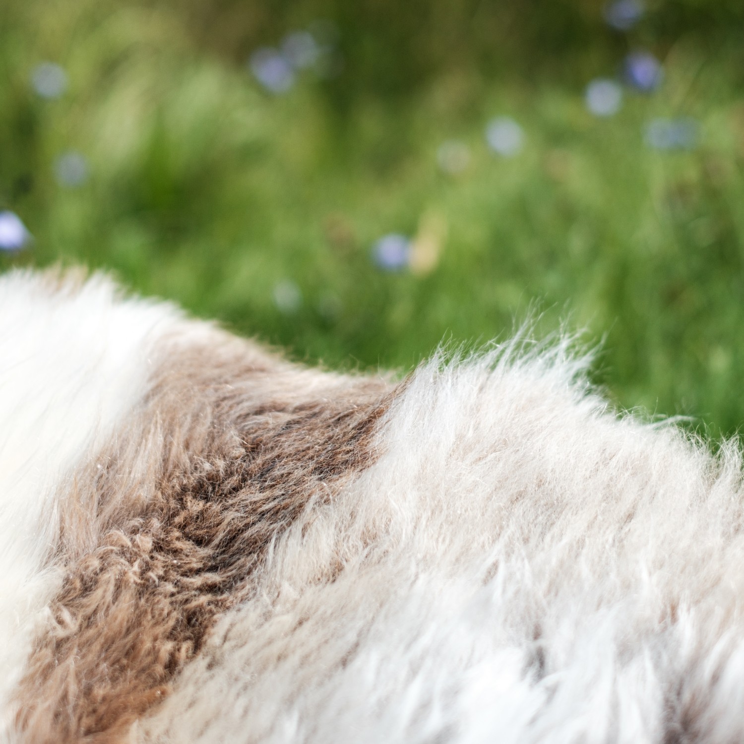 Lammeskinn Espegard Lang