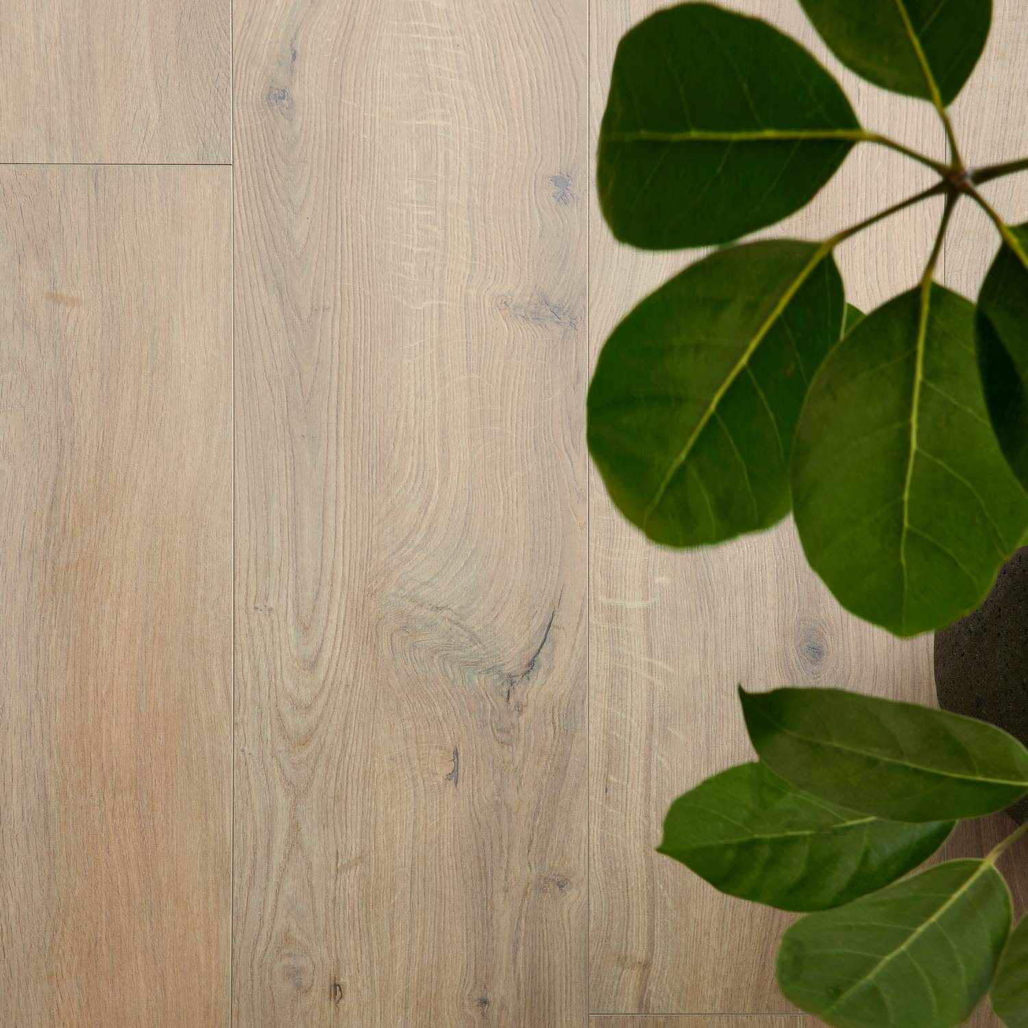 Laminatgulv BerryAlloc Ocean 12 V4 Gyant Warm Natural