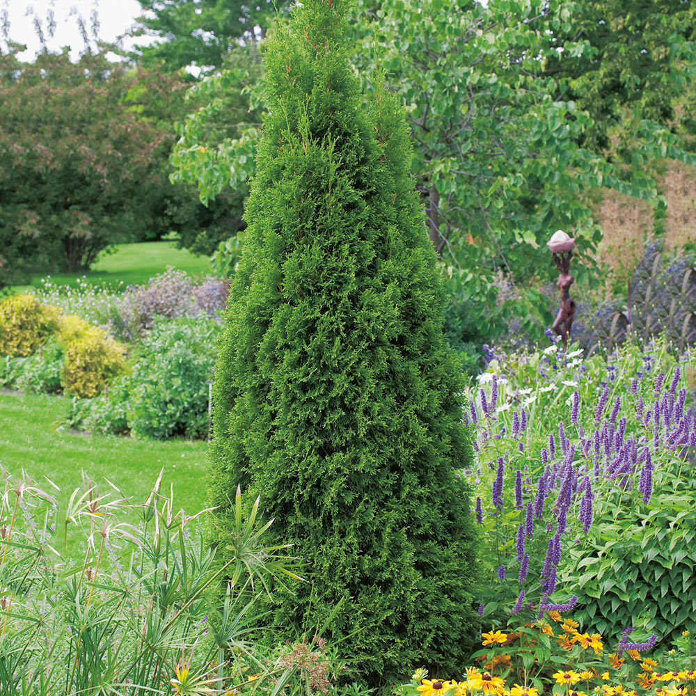 Ädeltuja @Plant 50-60 cm 10 st/frp