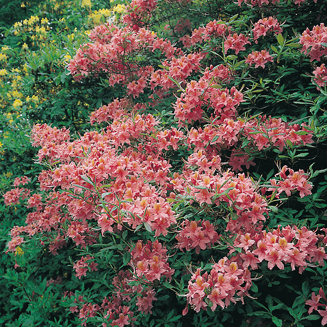 Rhododendron Azalea @Plant Knaphill Berryrose 30-40 cm 5 st/frp