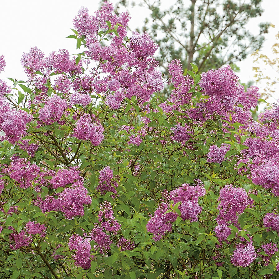 Prydnadsbuske @Plant Bondsyrén 10 st/frp