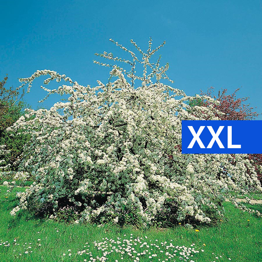 Prydnadsbuske Bukettapel @Plant 100-125cm