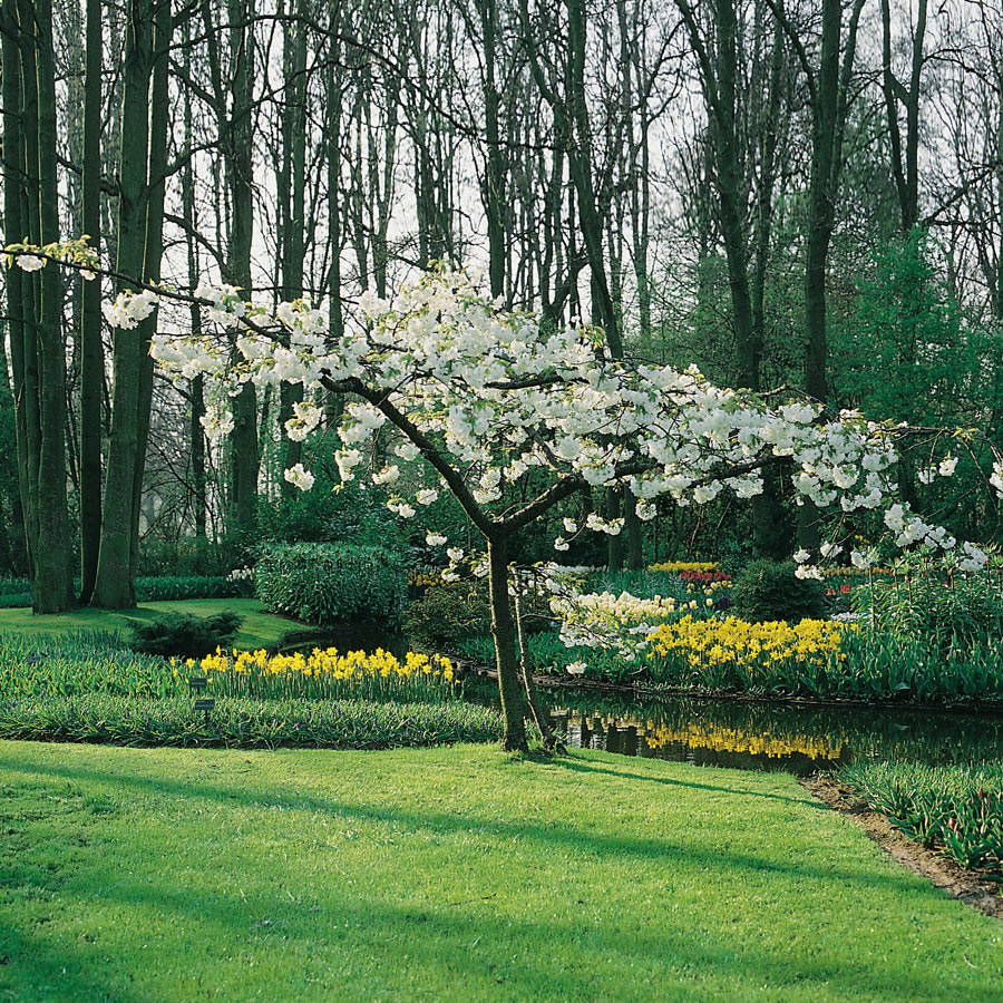 Prydnadsträd Glanskörsbär @Plant 150-200 cm