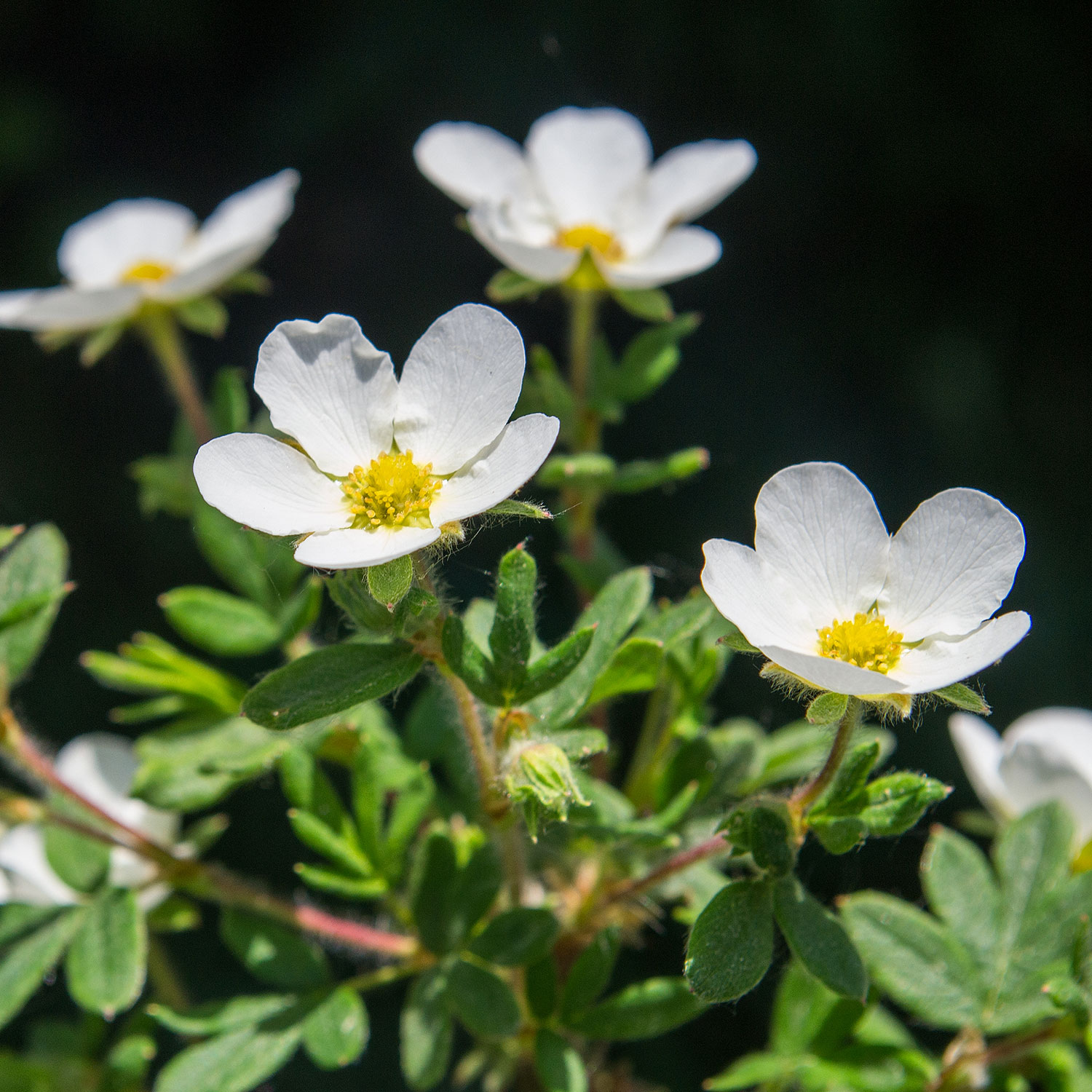 Prydnadsbuske  @Plant Ölandstok Vit 5-pack