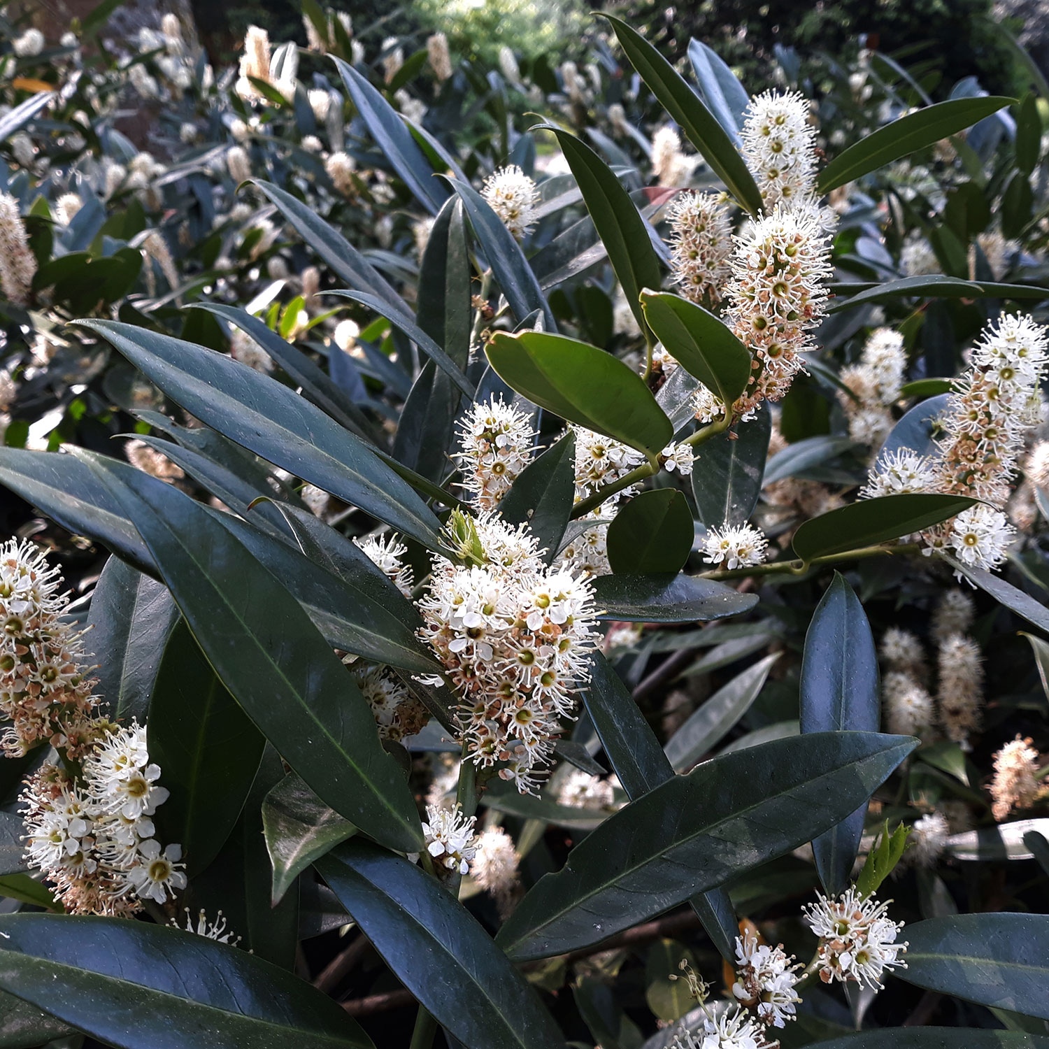 Prydnadsbuske @Plant Lagerhägg Herbegii 3-pack