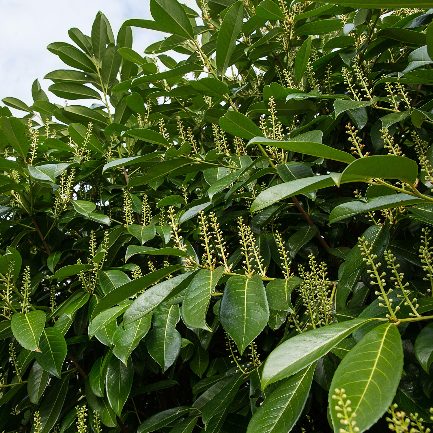Prydnadsbuske @Plant Lagerhägg Mano 10-pack