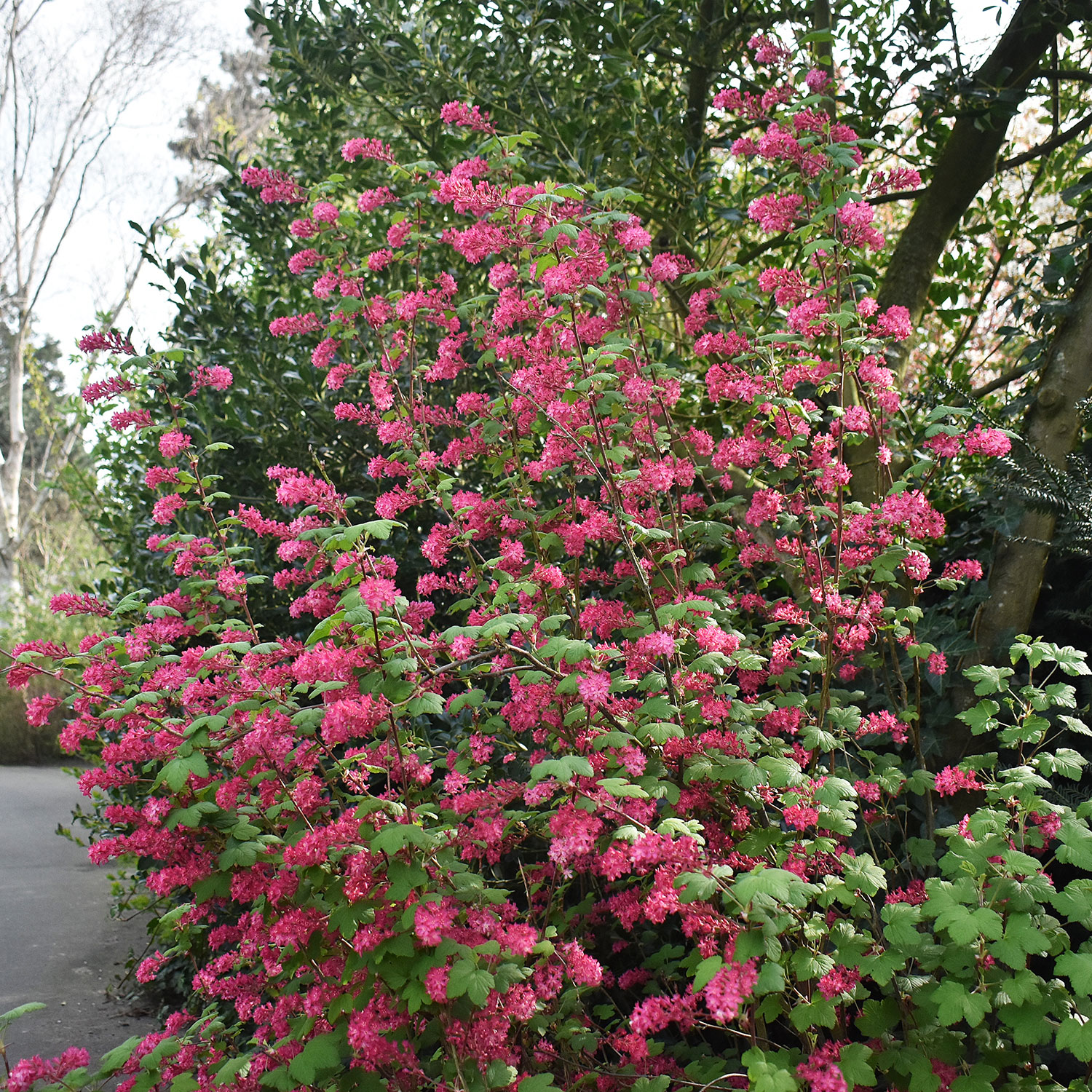 Prydnadsbuske @Plant Rosenrips 1-pack