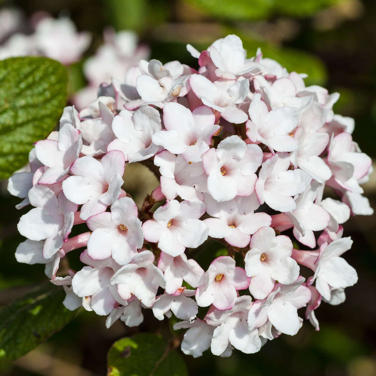 Prydnadsbuske @Plant Luktolvon 1-pack