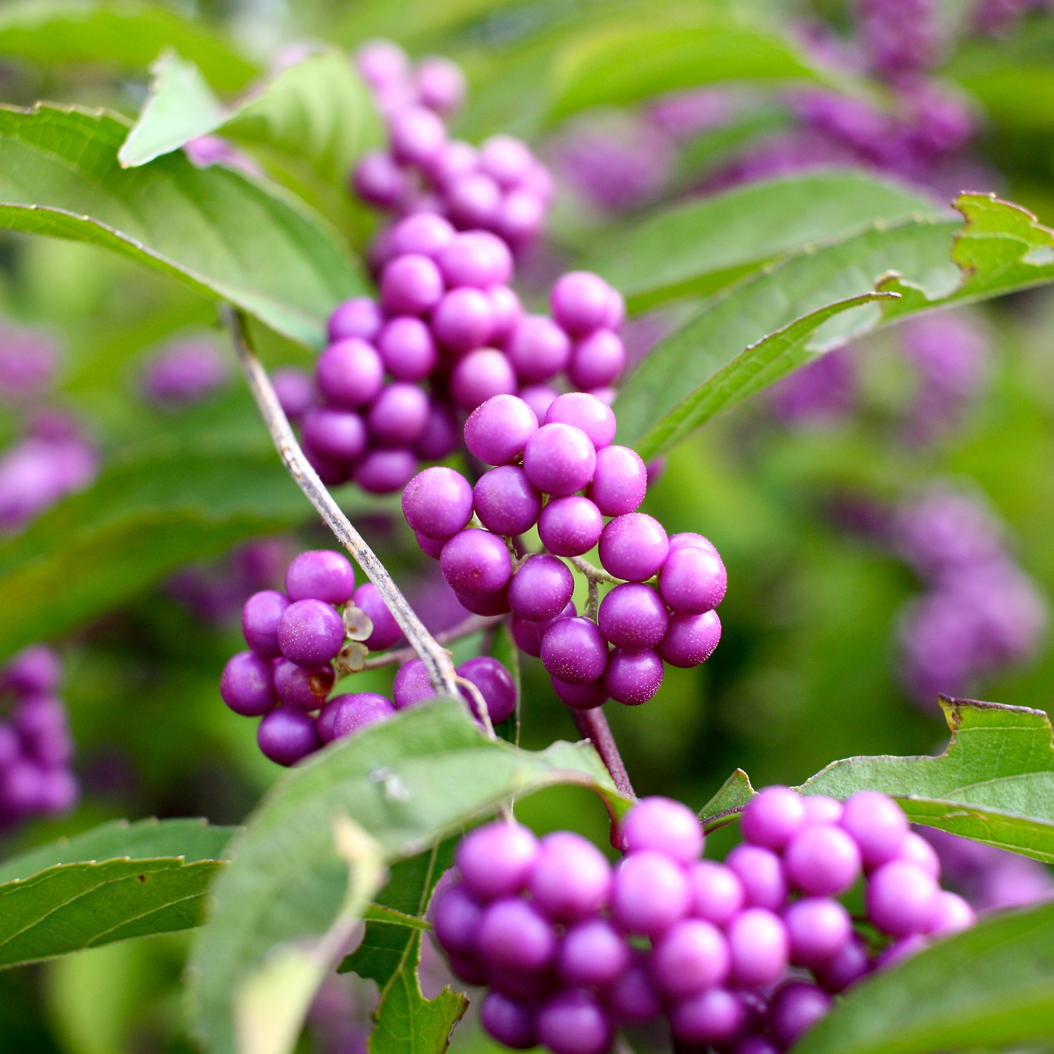 Prydnadsbuske @Plant Glasbär Profusion 1-pack