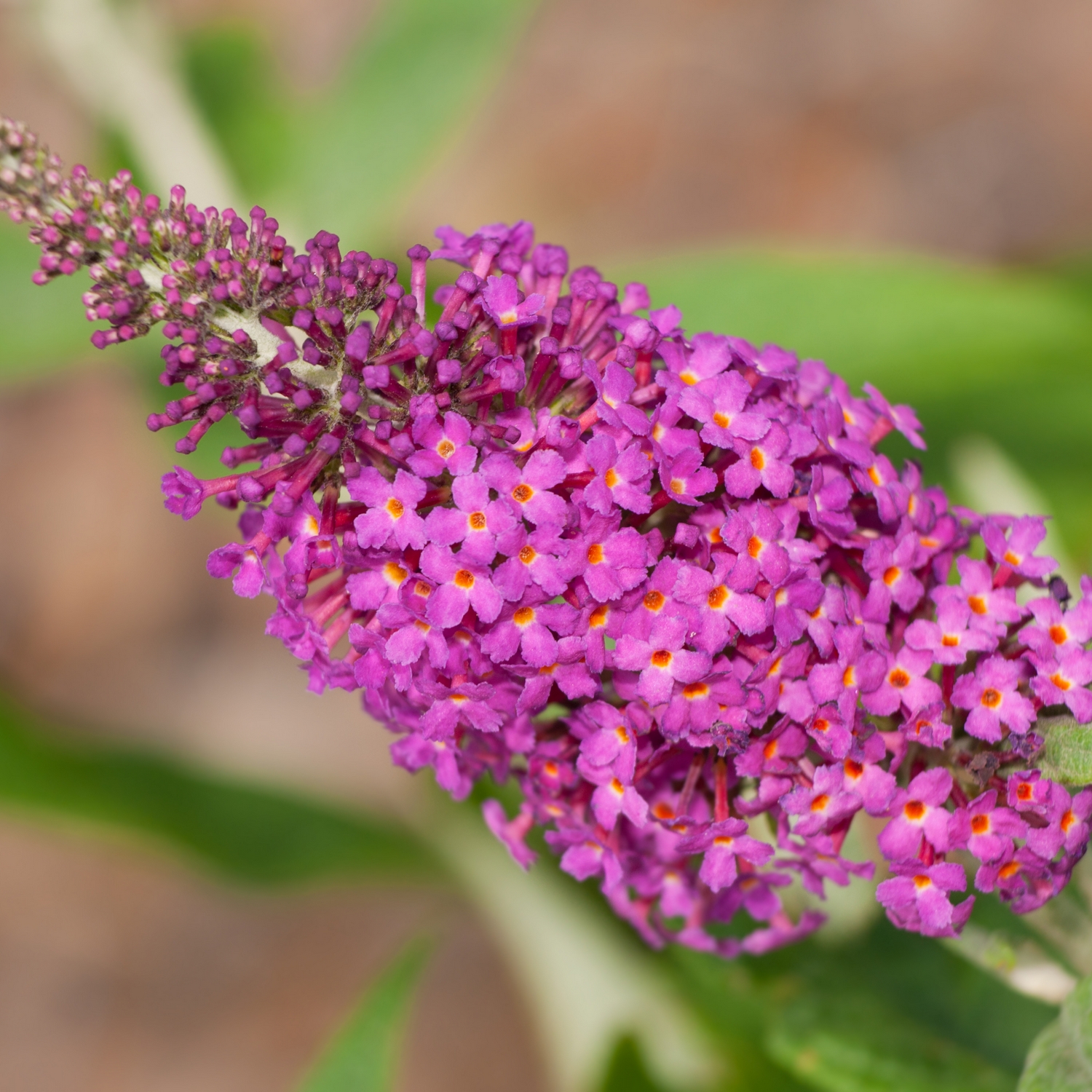 Prydnadsbuske @Plant Syrénbuddleja Fjärilsbuske Miss Ruby 1-pack