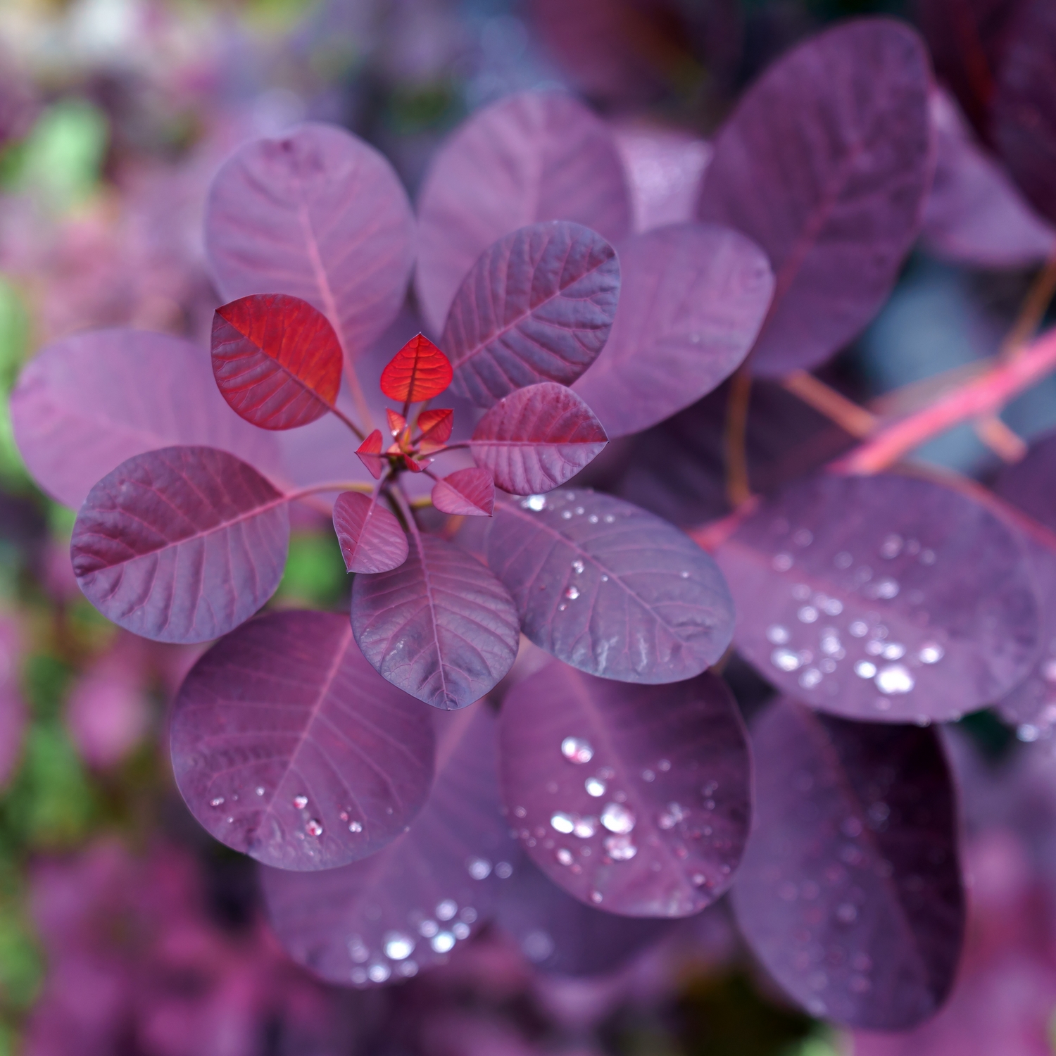 Perukbuske @Plant Rödbladig Royal Purple 3-pack