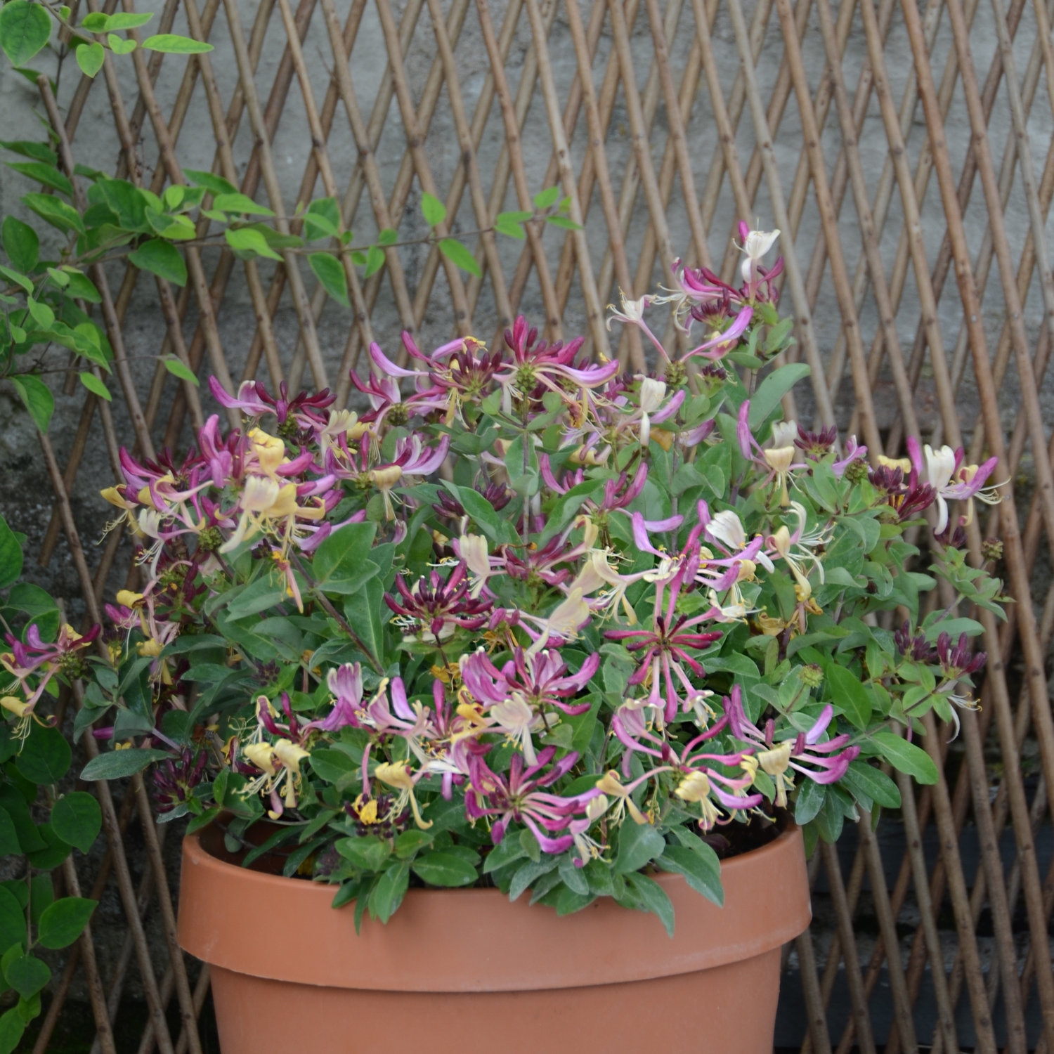 Klätterväxt Vildkaprifol @Plant Chic & Choc 5-pack