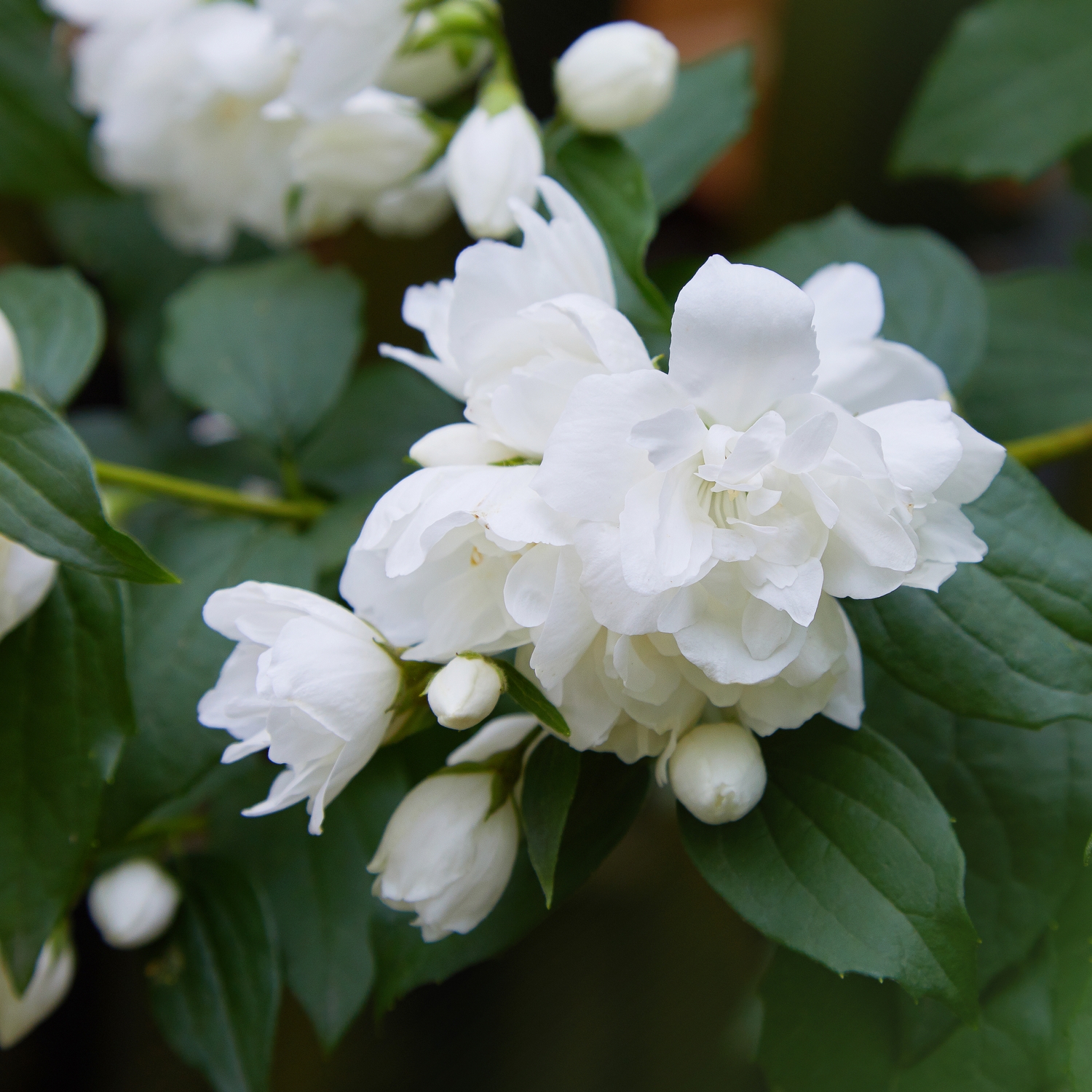 Prydnadsbuske Kameliaschersmin @Plant Snowbelle 5-pack