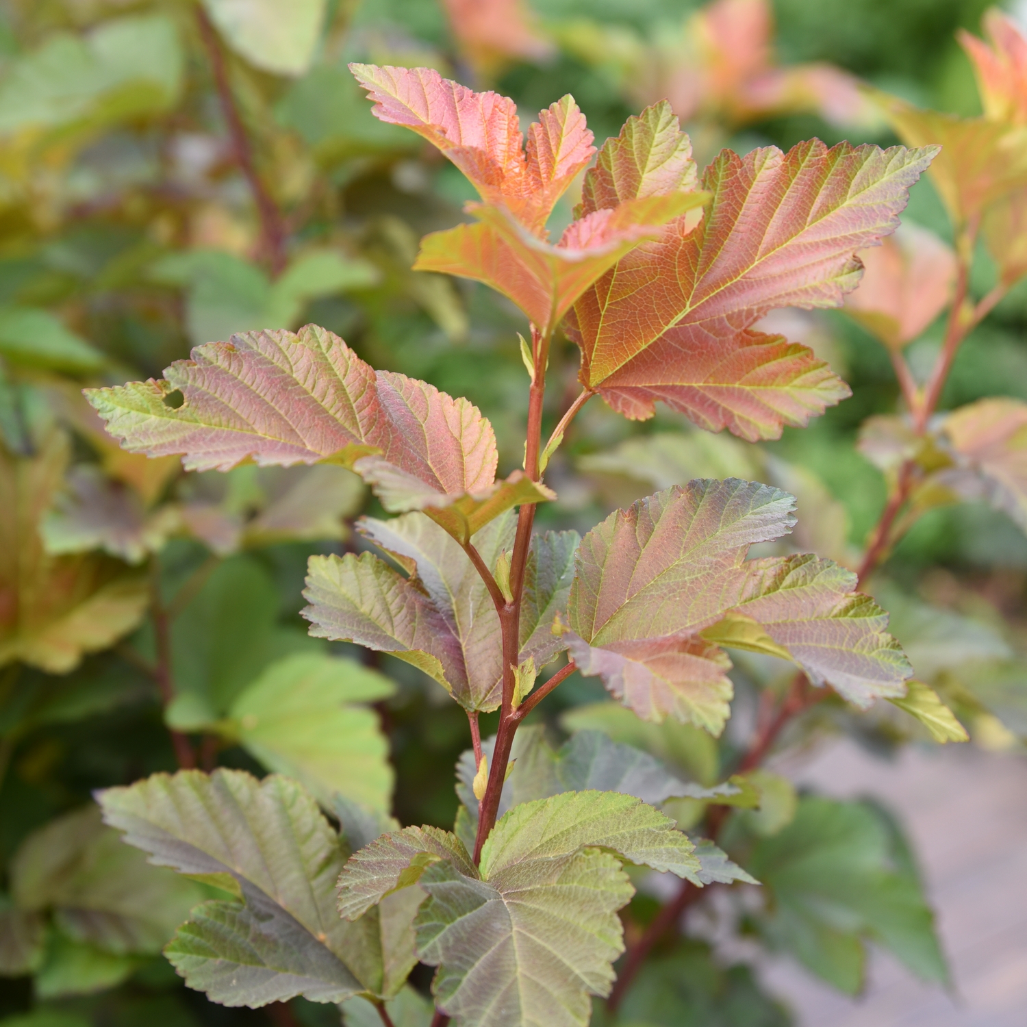 Häckplanta Smällspirea @Plant Amber Jubilee 5-pack