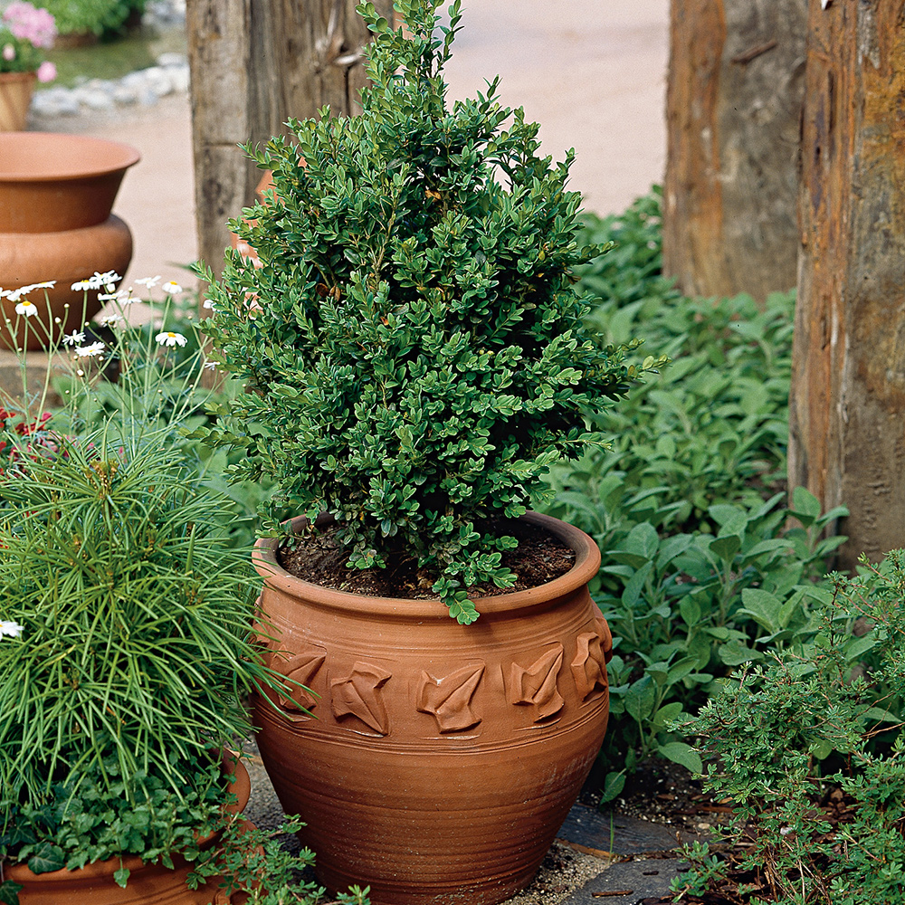 Prydnadsbuske @Plant Buxbom 5 st/frp