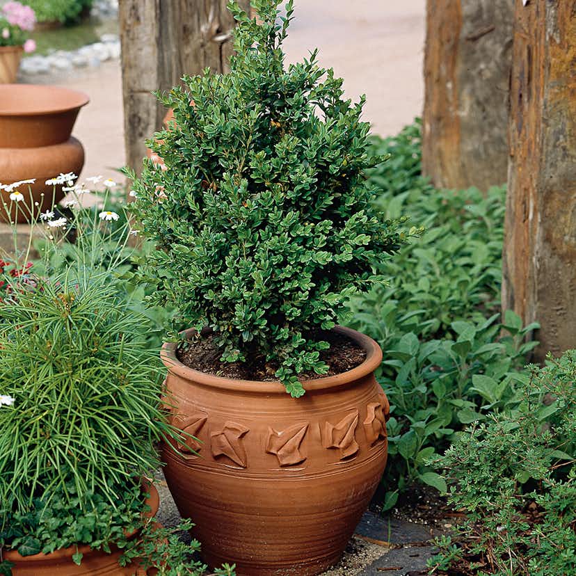 Prydnadsbuske @Plant Buxbom 5 st/frp