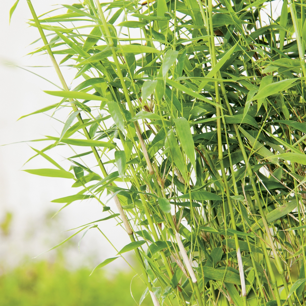 Bergbambu @Plant Panda 100+ cm 5-Pack