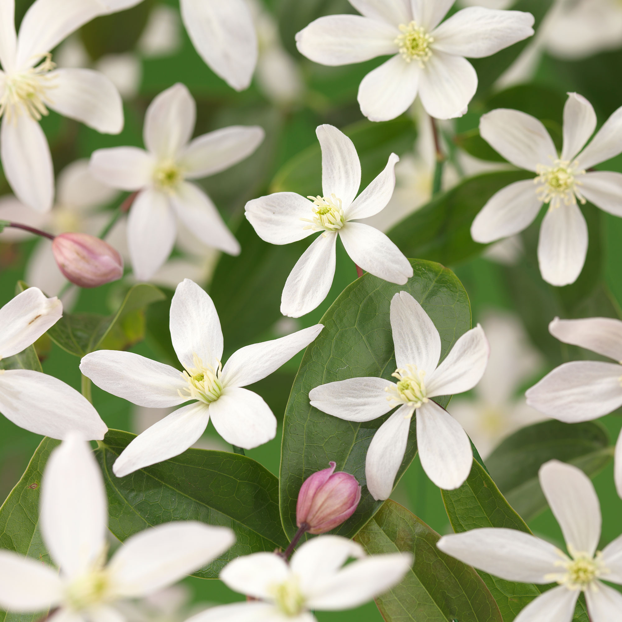 Klätterväxt Vintergrön Klematis @Plant Armandii Apple Blossom 40-60 cm 5 st/frp