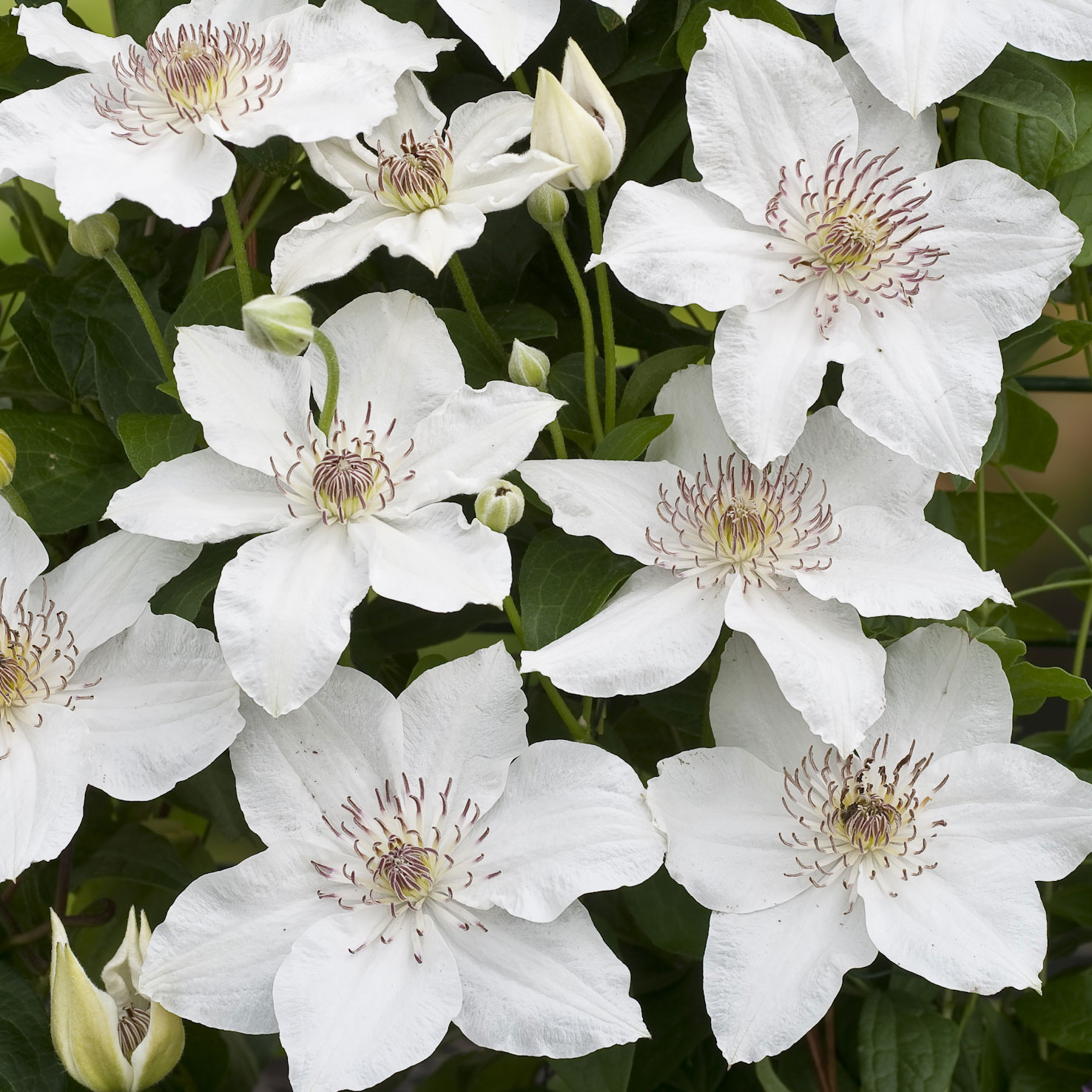 Klätterväxt Tidig storblommig Klematis @Plant Destiny 40-60 cm 3 st/frp