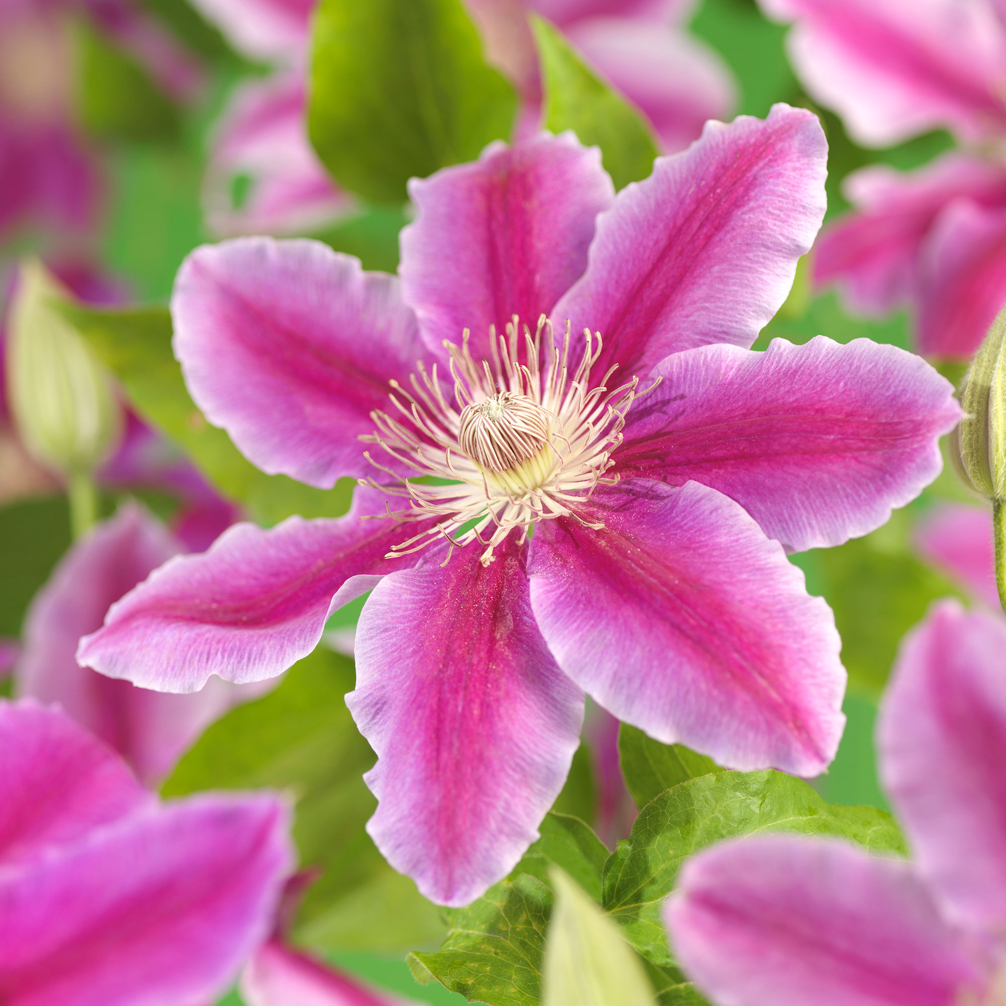 Klätterväxt Rosa Klematis @Plant Dr Ruppel 40-60 cm 5 st/frp