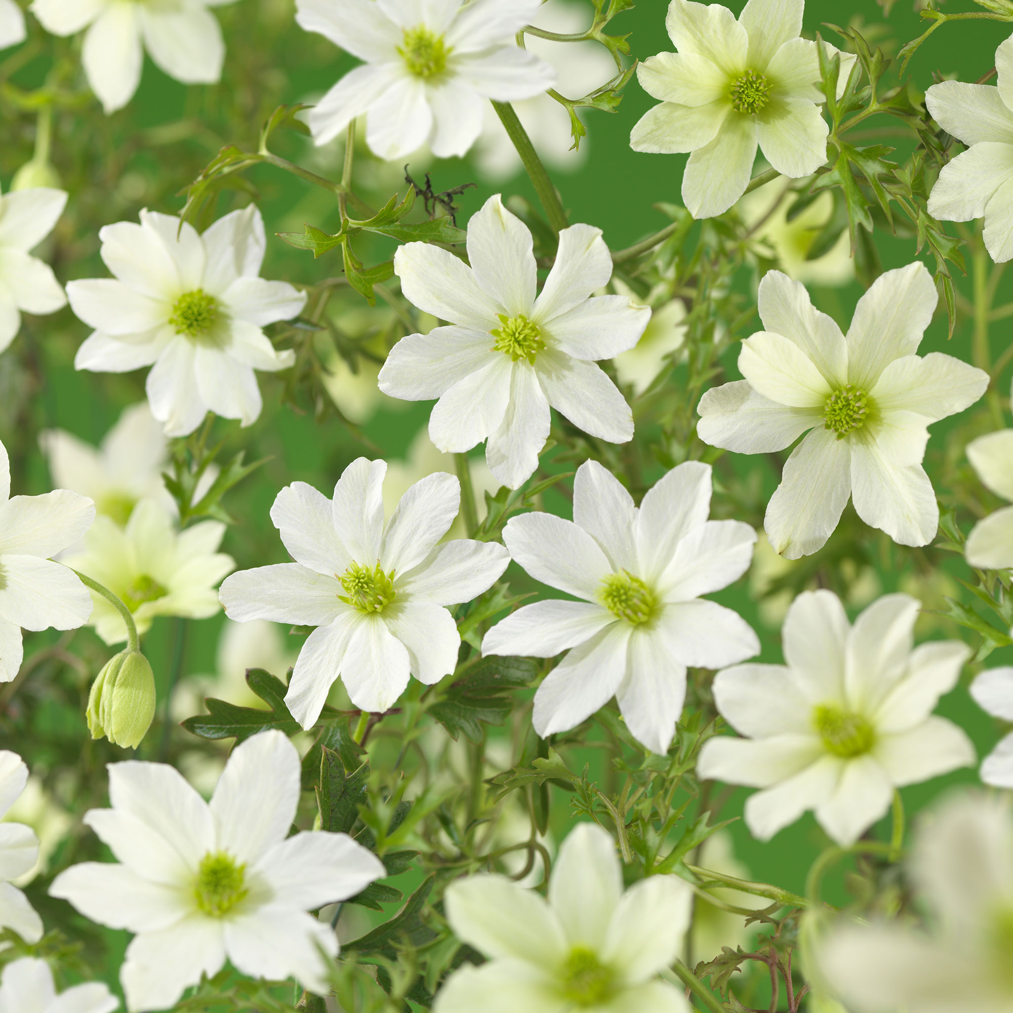 Klätterväxt Klematis @Plant Early Sensation 40-60 cm 3 st/frp
