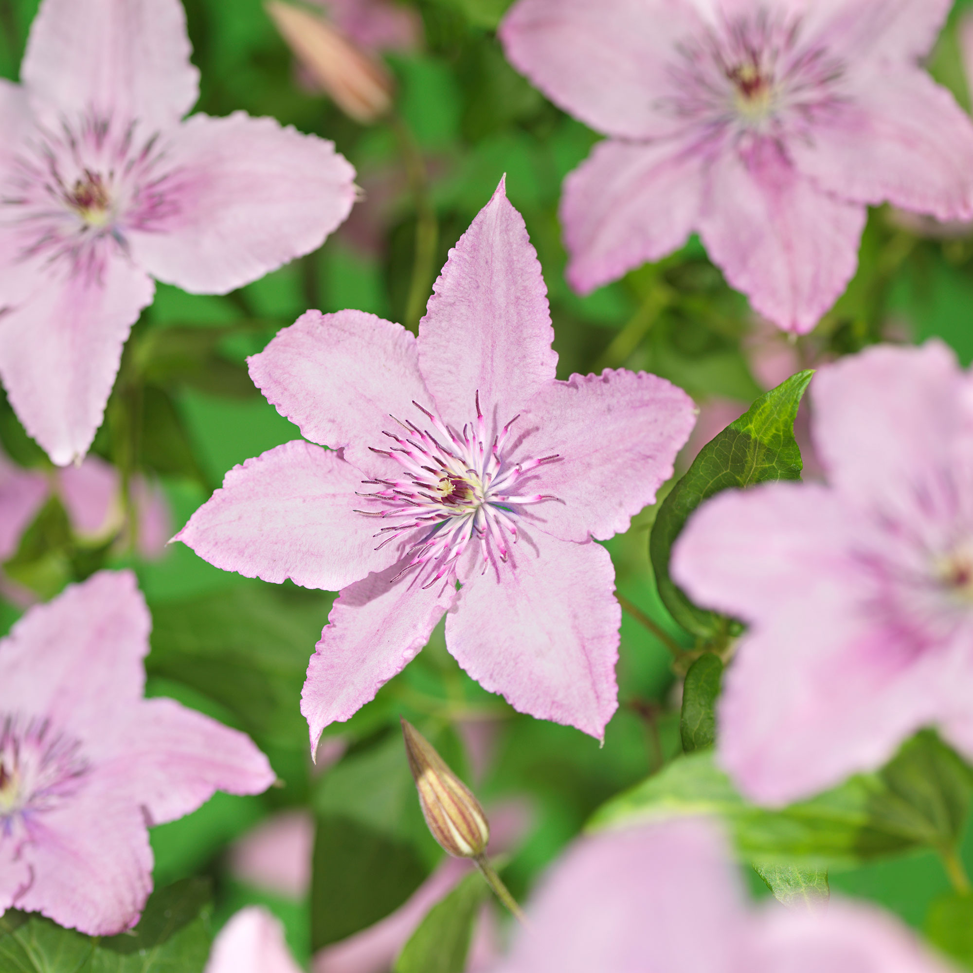Klätterväxt Storblommig Klematis @Plant Hagley Hybrid 40-60 cm 1 st/frp