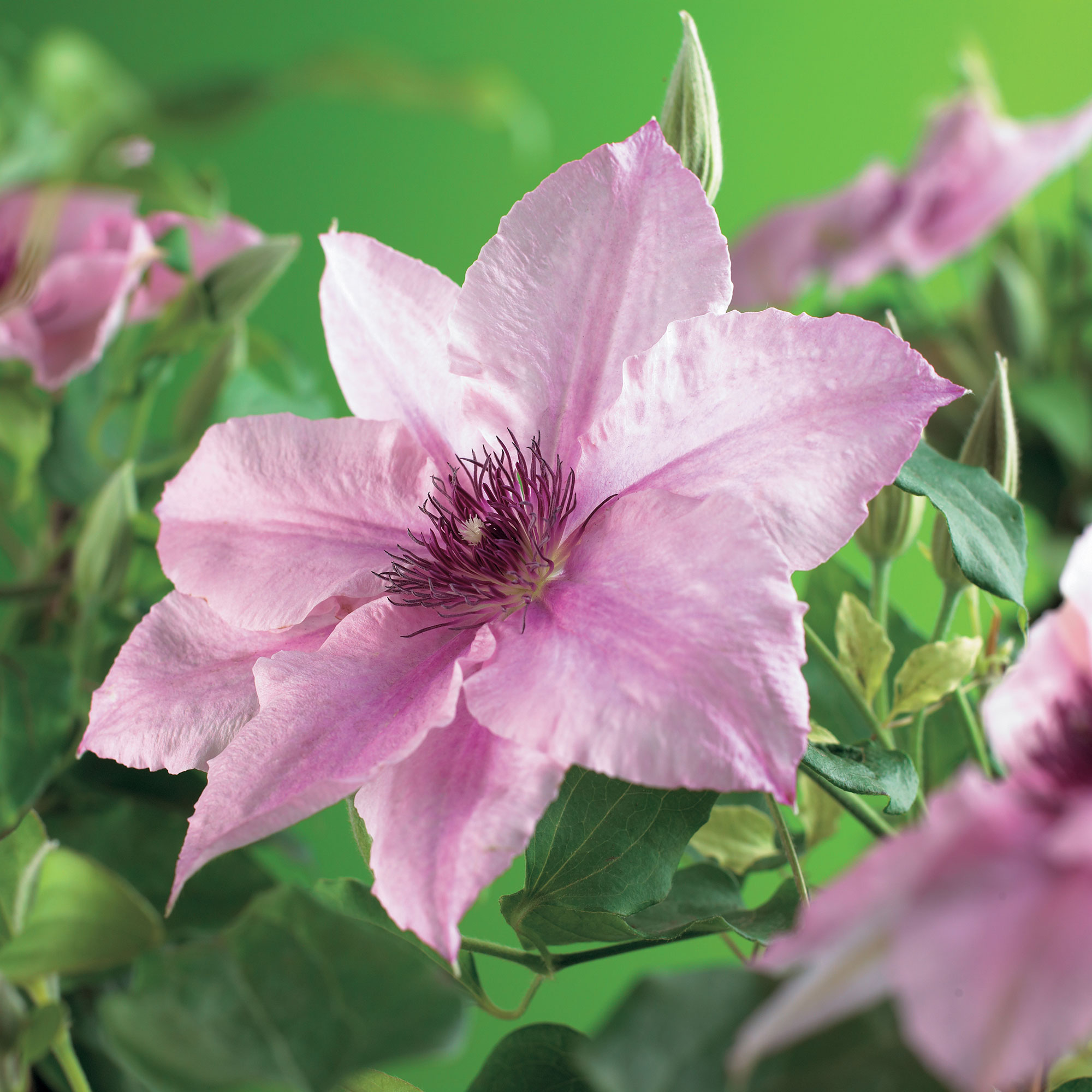 Klätterväxt Klematis @Plant Pink Fantasy 40-60 cm 3 st/frp