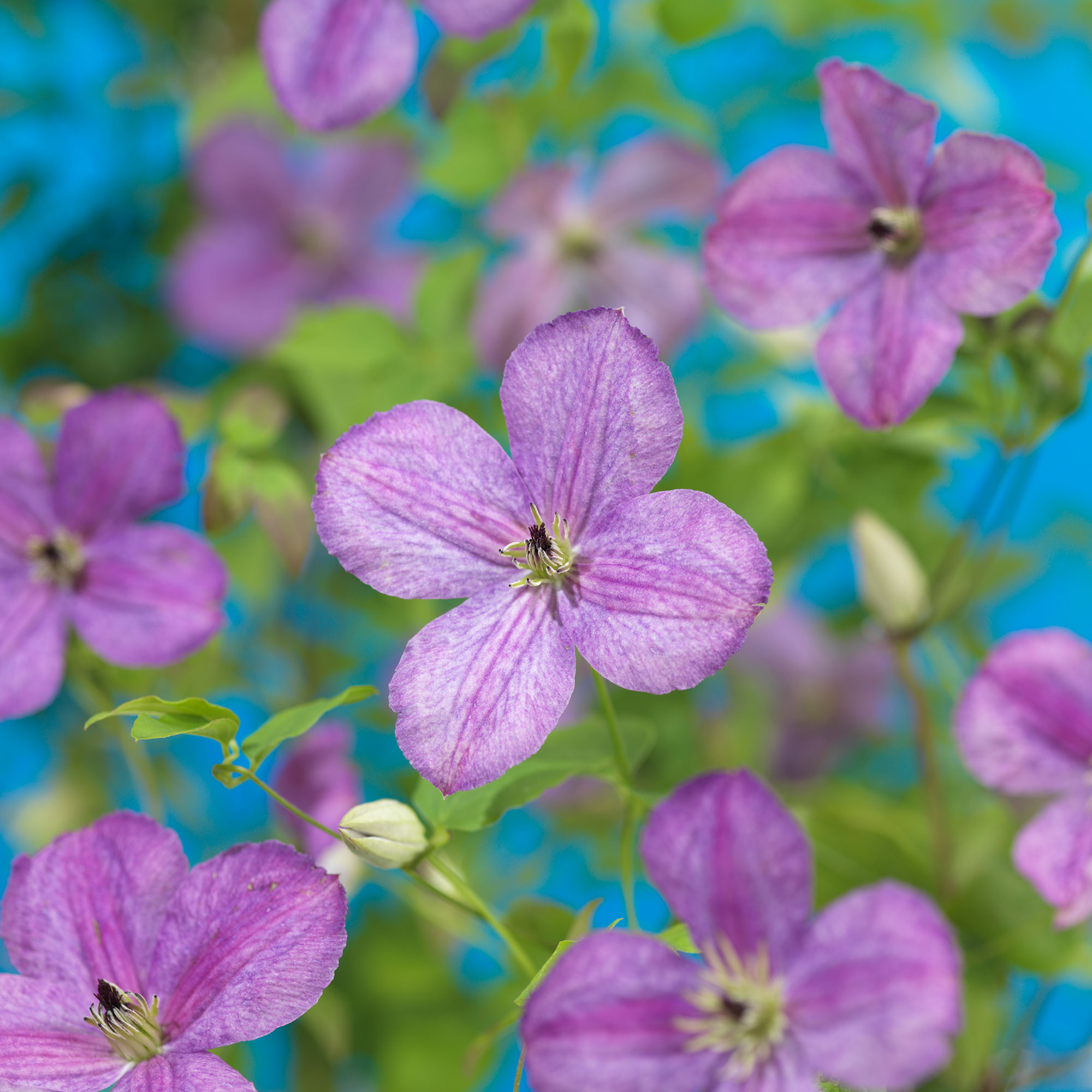 Omnia Garden Klätterväxt Klematis SoMany Lavender Flowers 40-60 cm GTG23668P