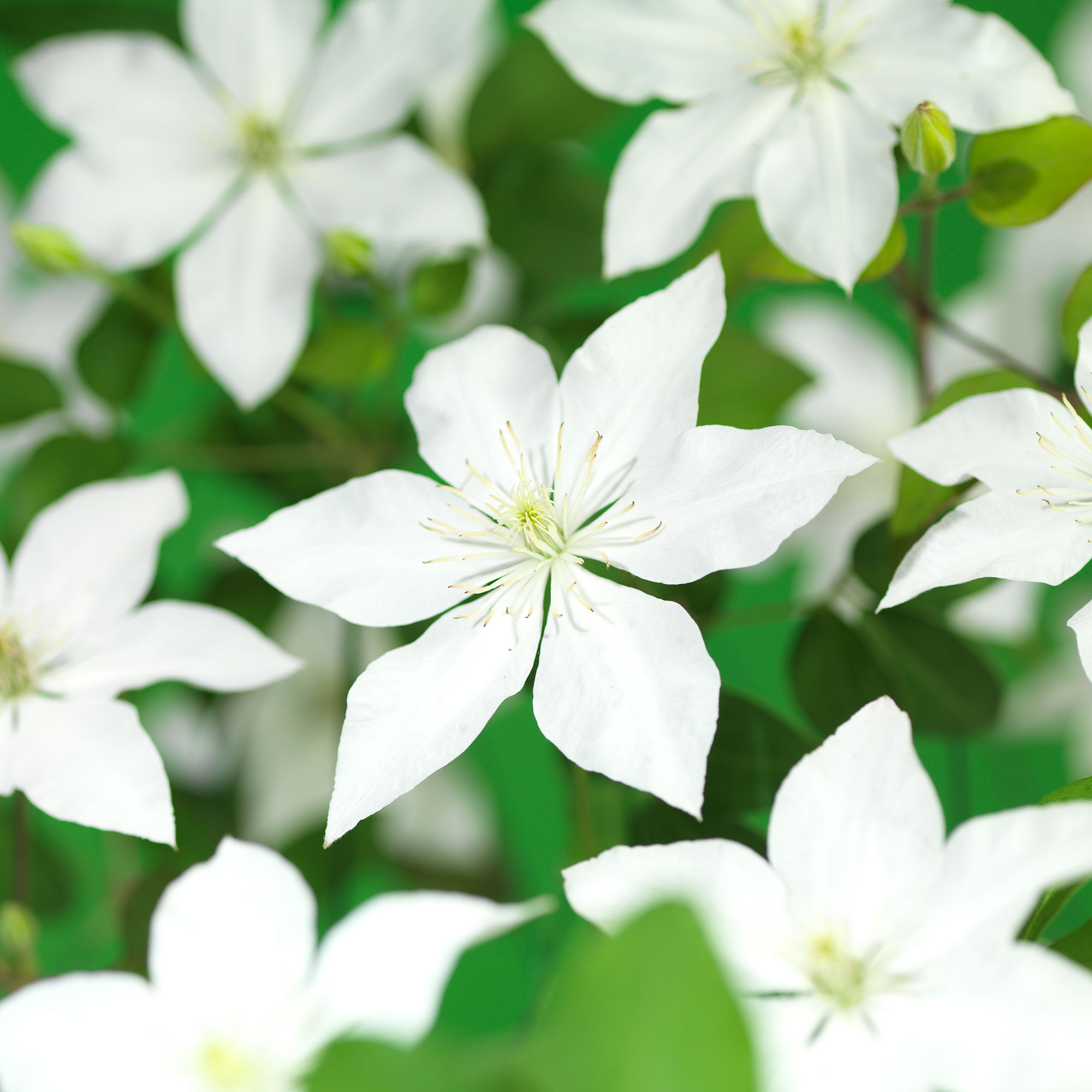 Omnia Garden Klätterväxt Klematis SoMany White Flowers 40-60 cm GTG23669