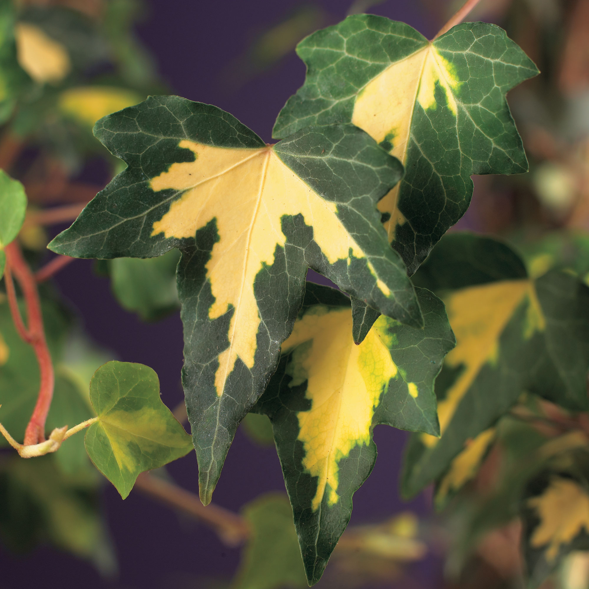 Klätterväxt Murgröna Goldheart @Plant 40-60 cm 5 st/frp