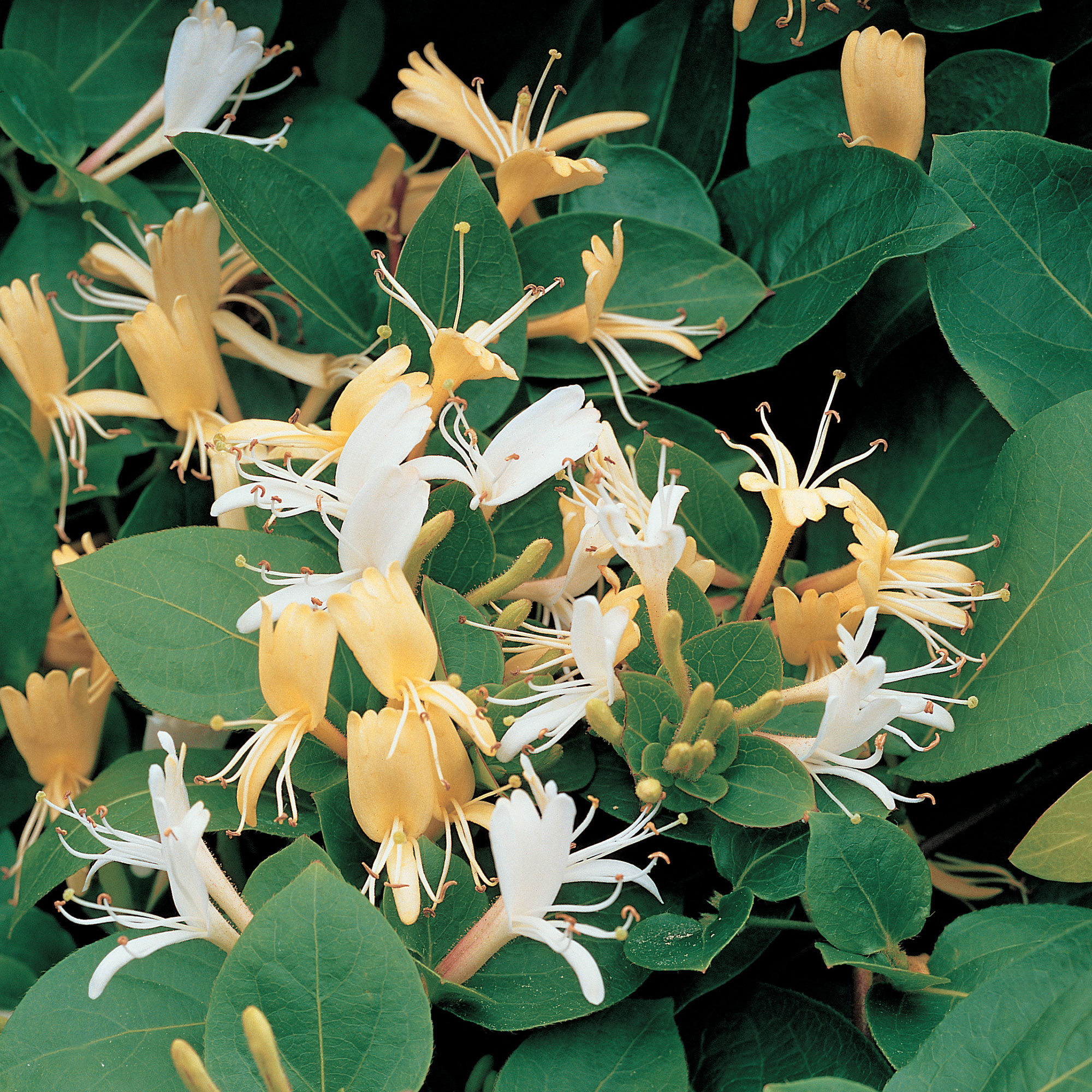 Klätterväxt Slingertry Hall`s Prolific @Plant 40-60 cm 1 st/frp