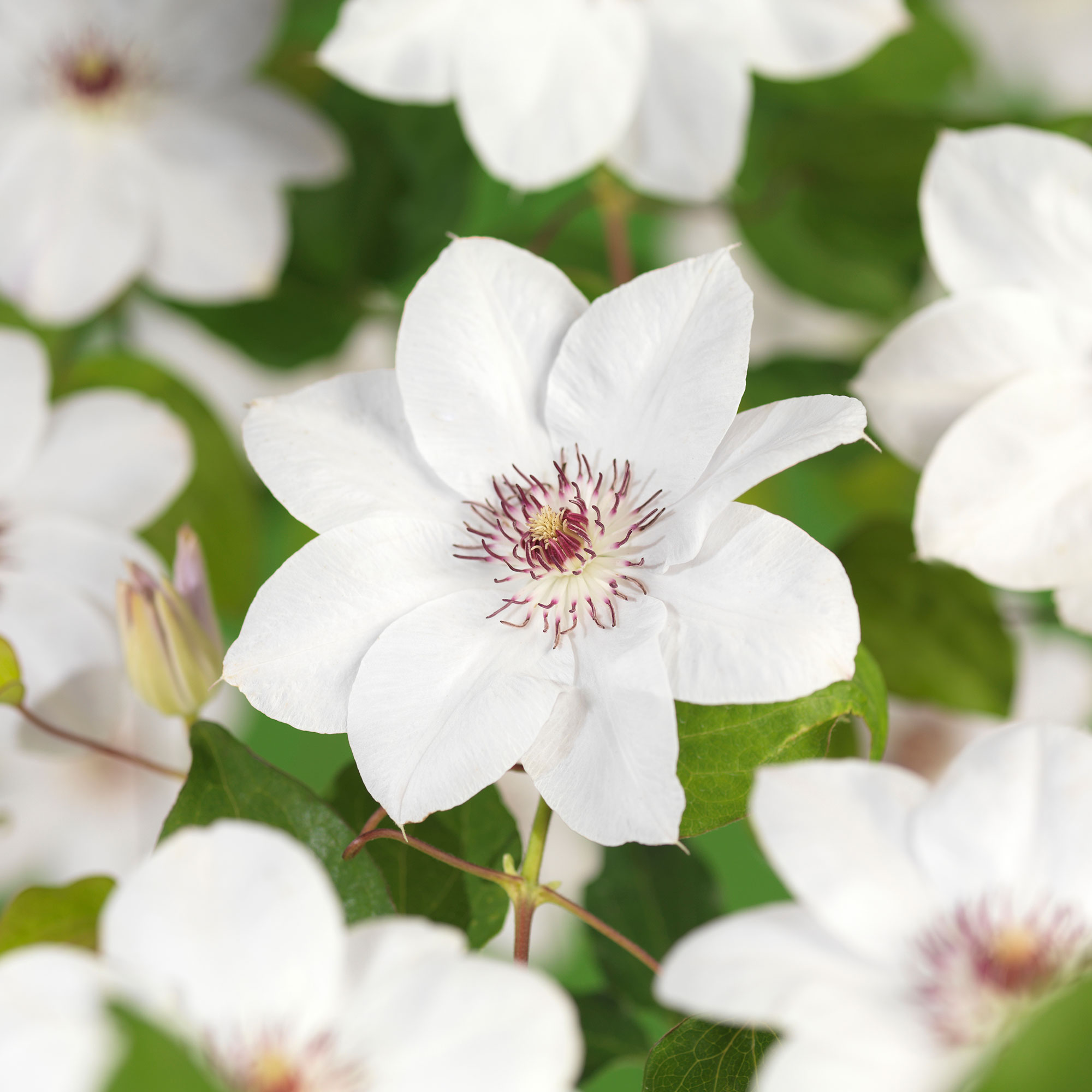 Klätterväxt Vit Patens Klematis @Plant 40-60 cm 1 st/frp