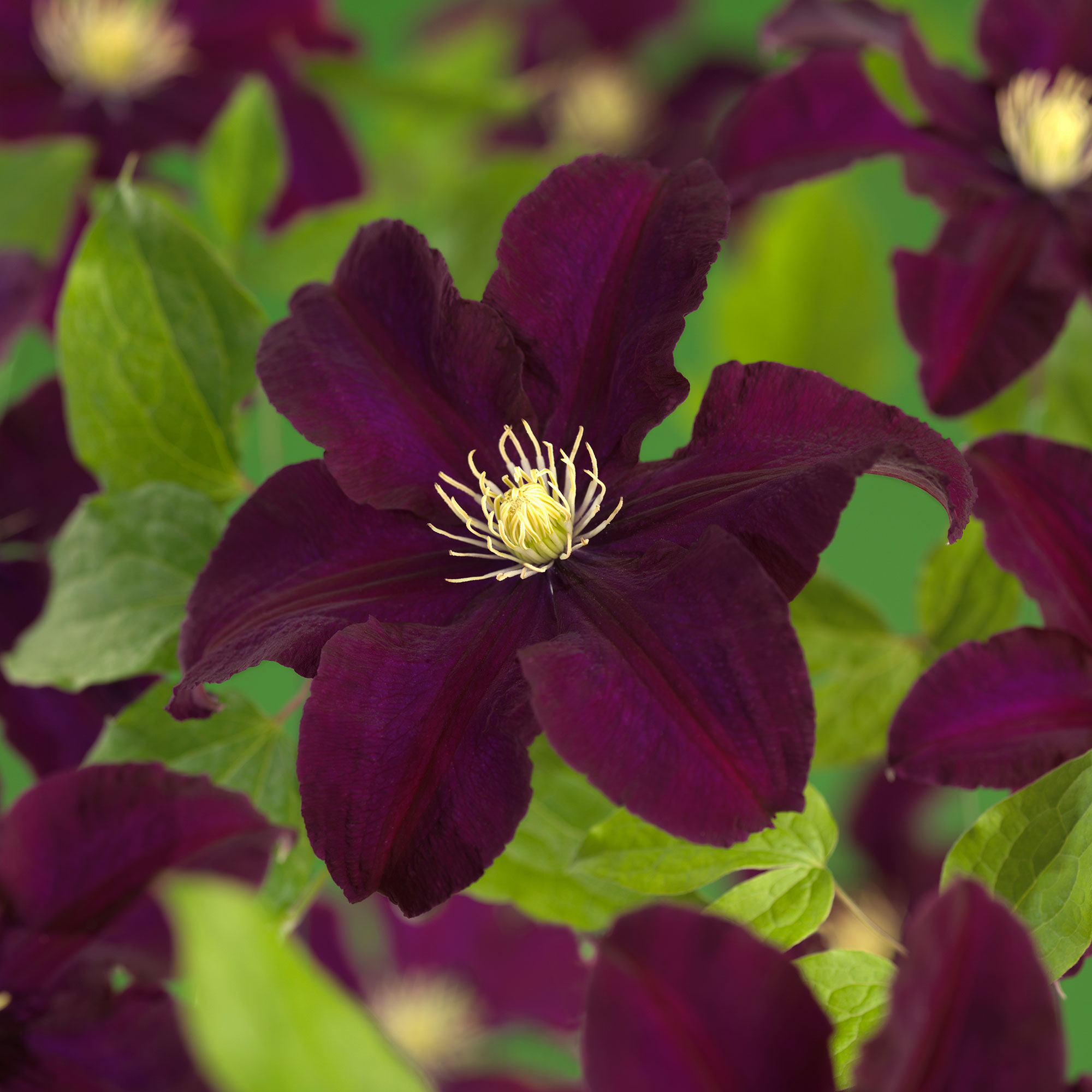 Klätterväxt Purpurvioletta Jackmanii Klematis @Plant 40-60 cm 1 st/frp