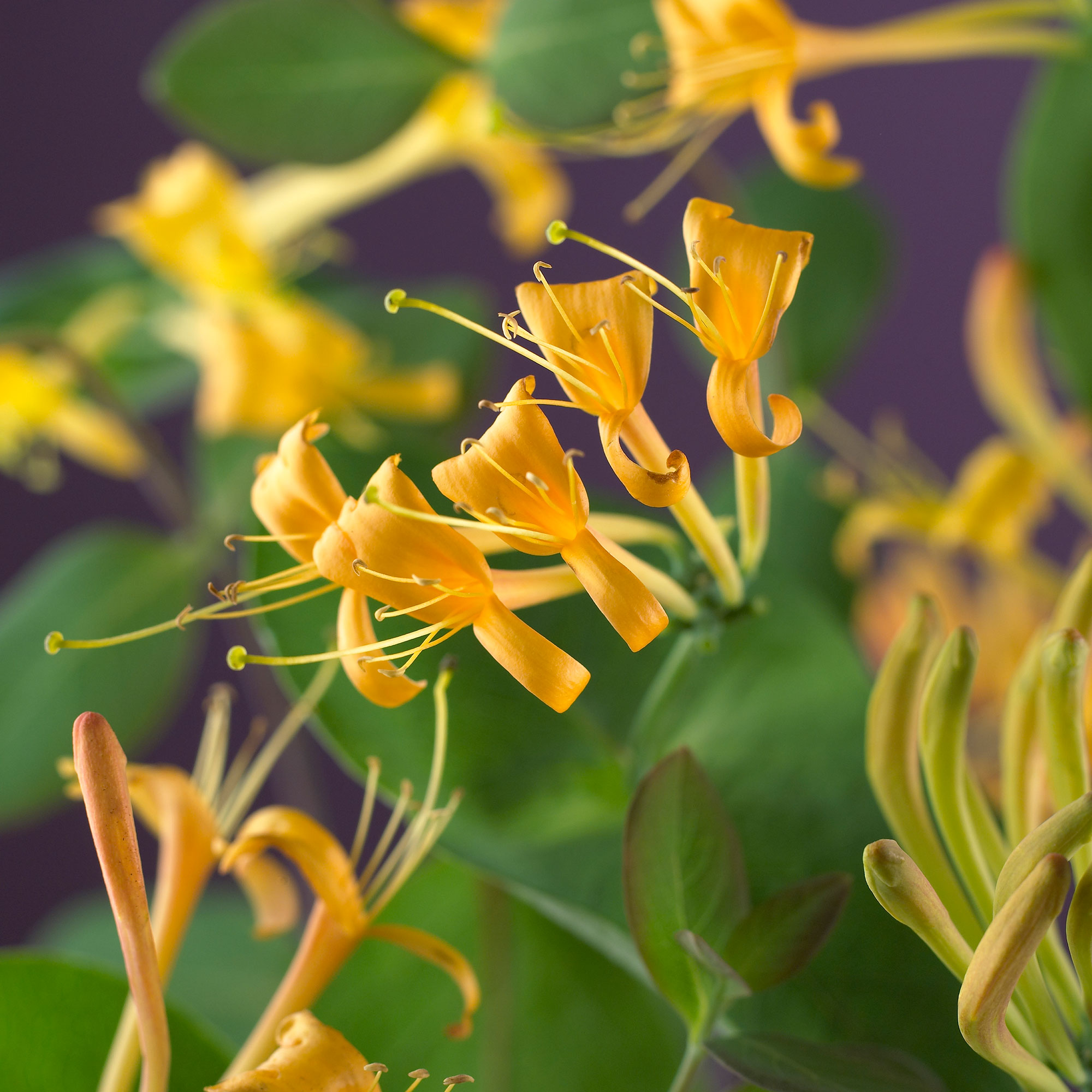 Klätterväxt Trädgårdskaprifol @Plant Mandarin 40-60 cm 1 st/frp