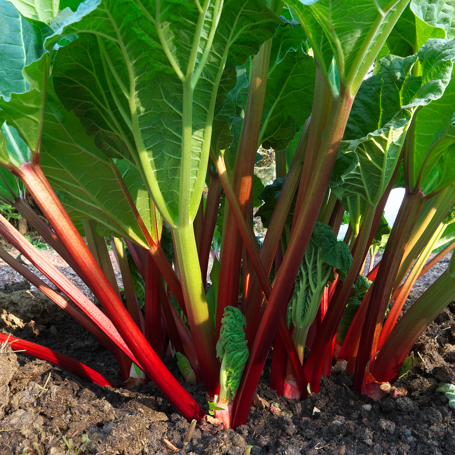 Rabarber @Plant Red Champagne 1-pack