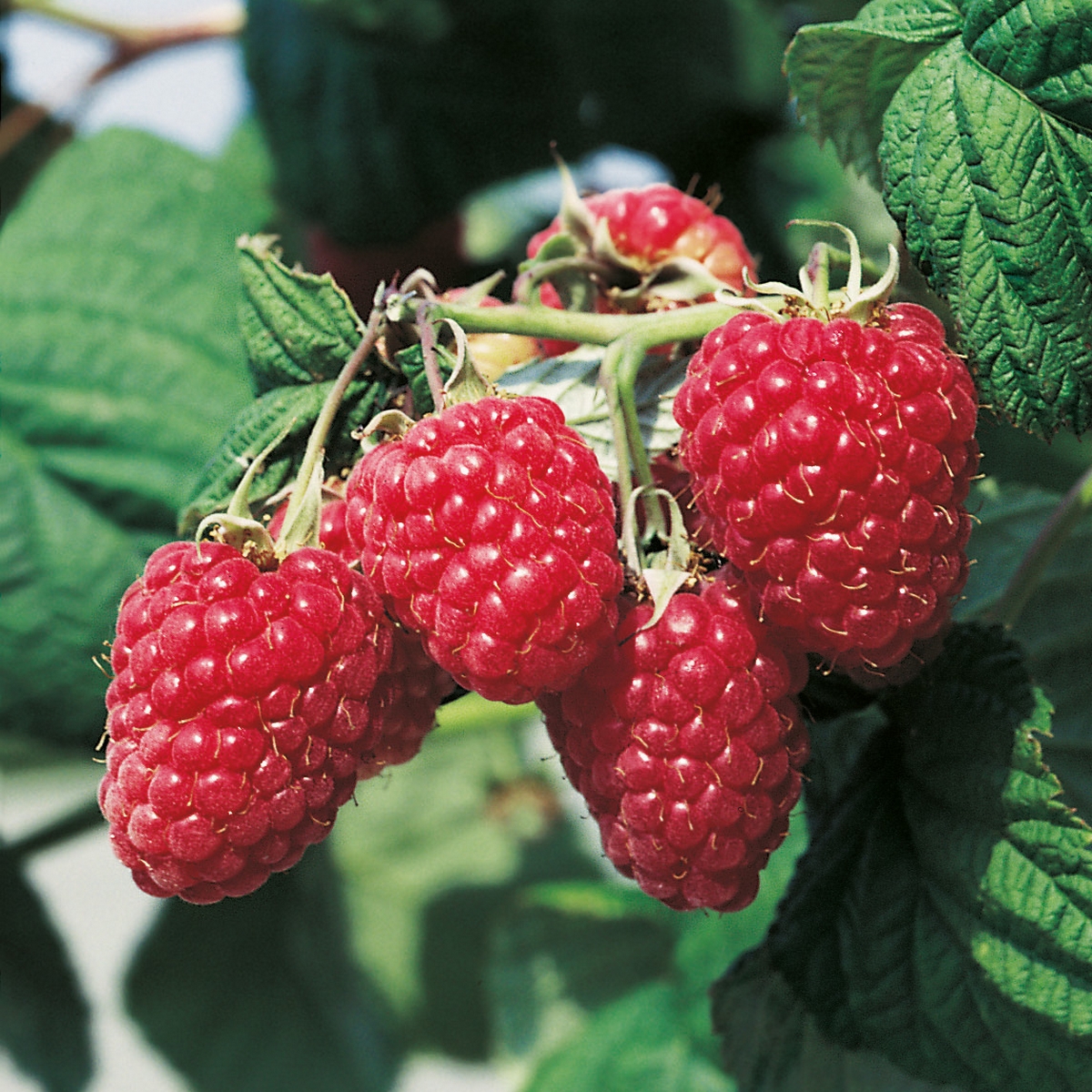 Buske Trädgårdshallon @Plant Malling Promise 5-pack